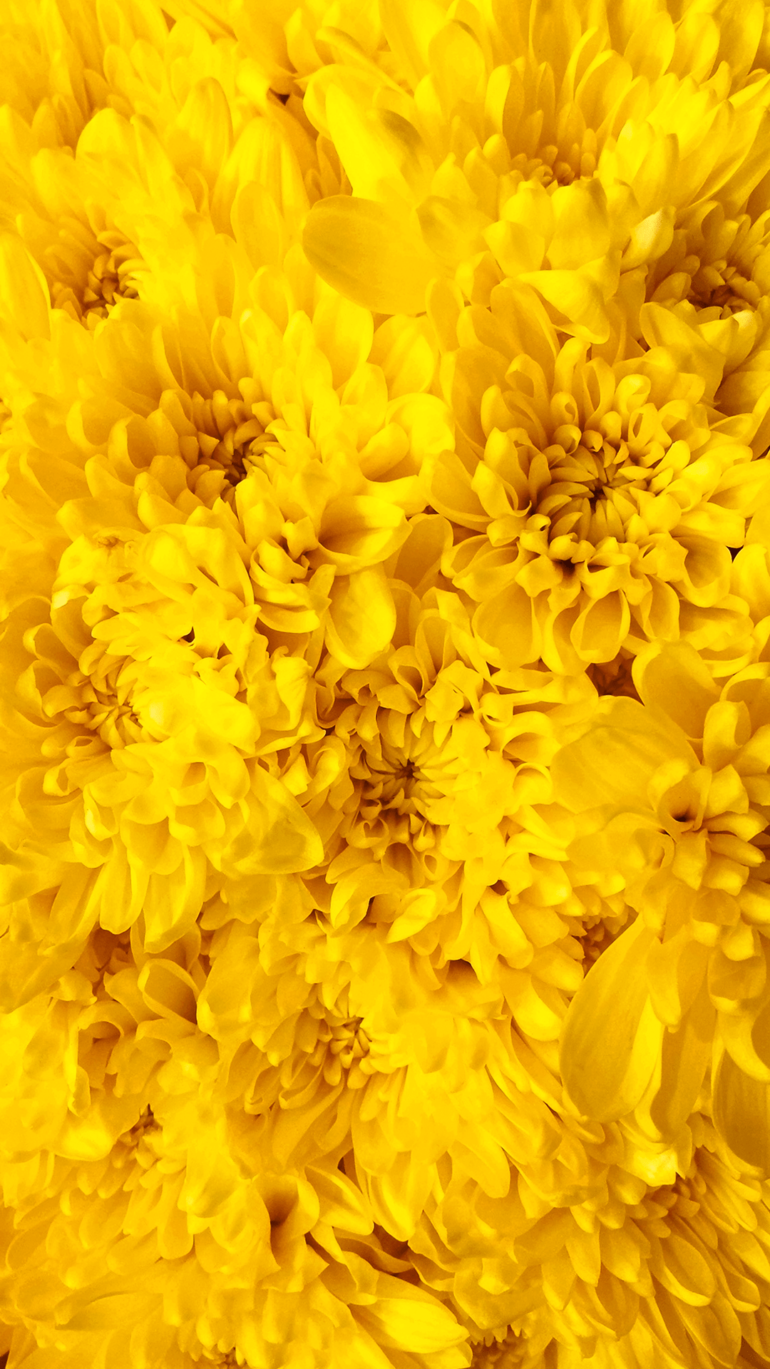 1080x1920 Yellow Flowers Wallpaper for Mobile