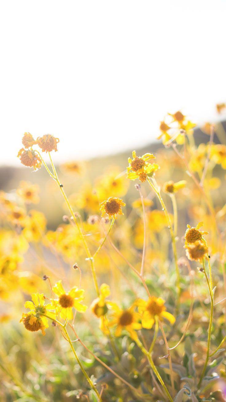 736x1308 Spring Yellow Flower Wallpaper