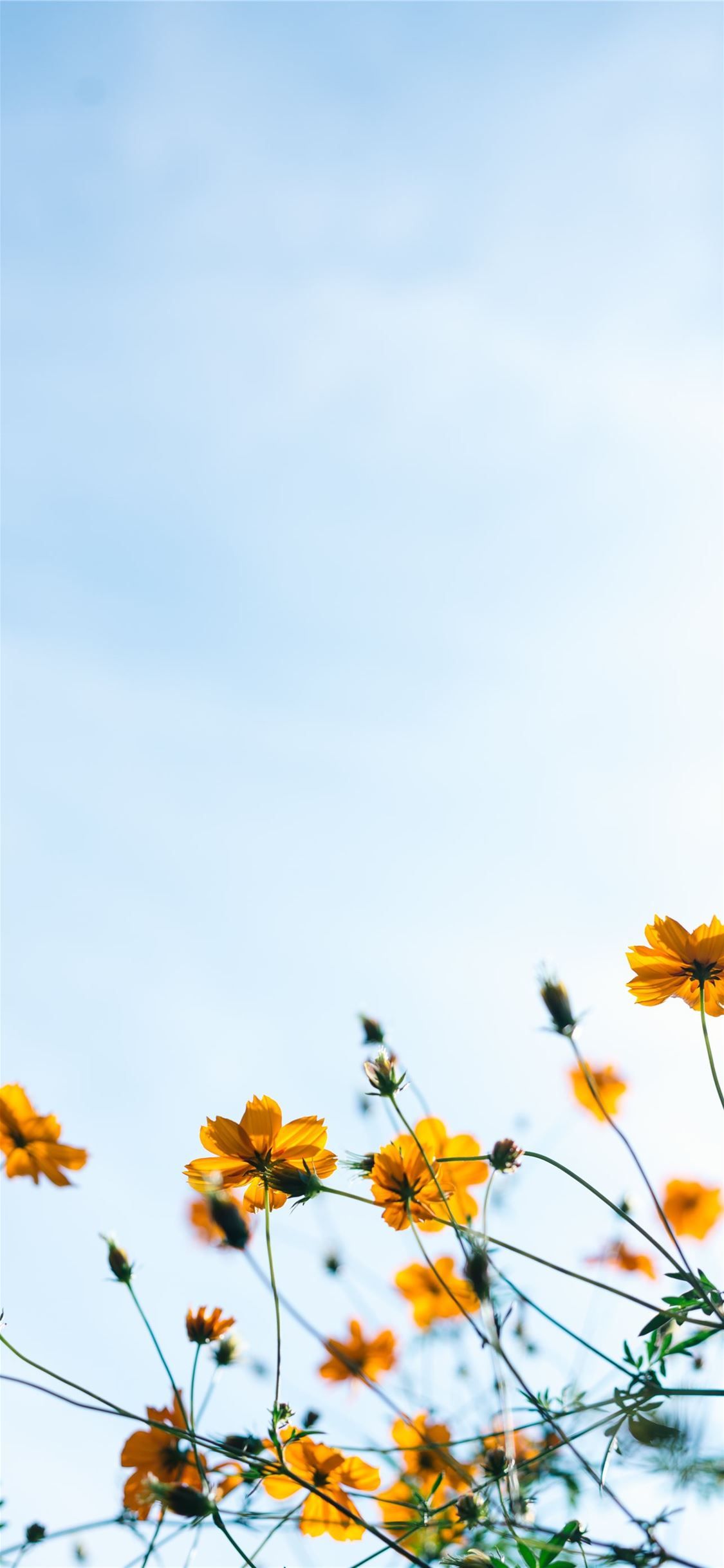 1125x2436 close shot of yellow flowers iPhone X Wallpaper Free Download