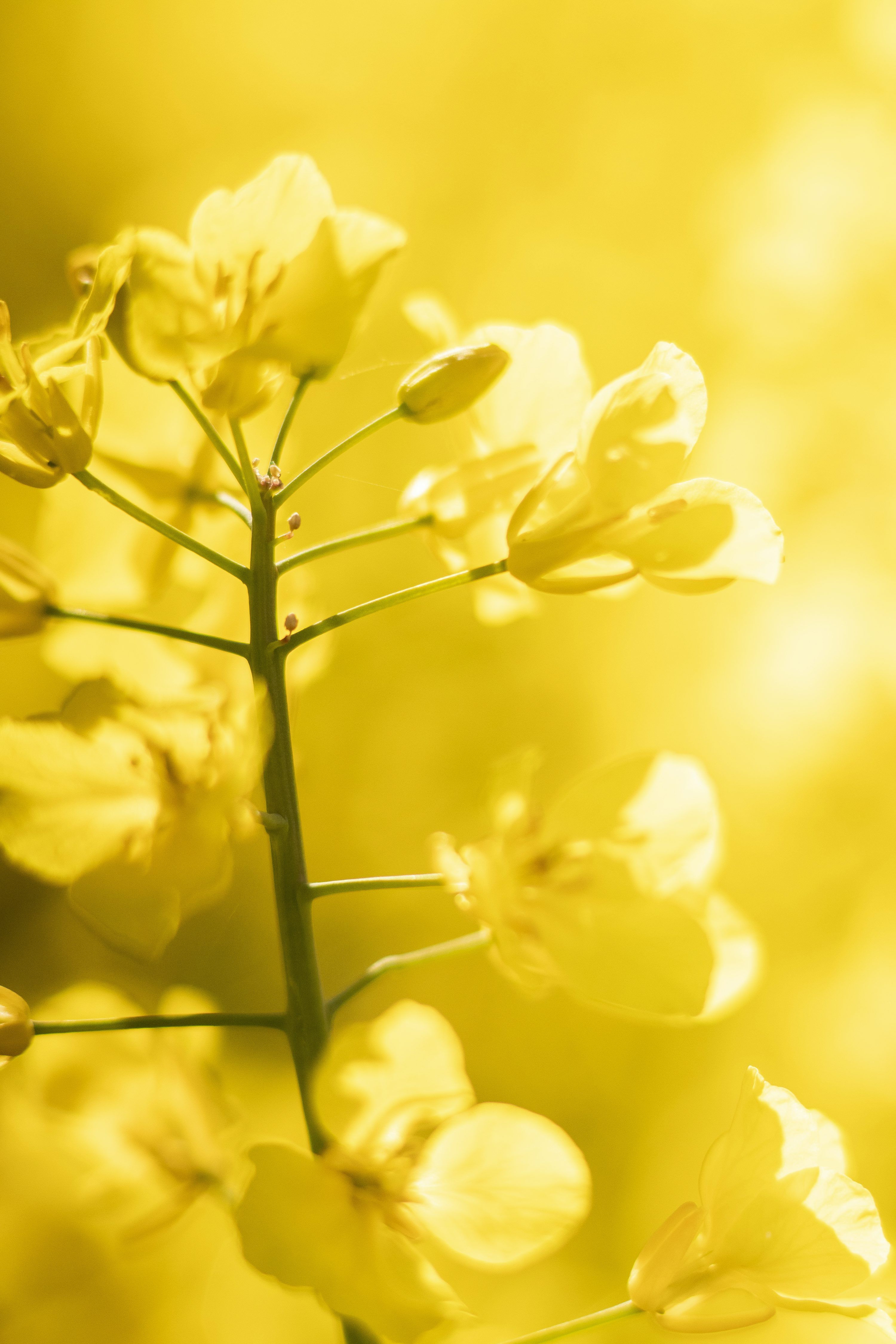 3000x4500 Yellow daffodils in bloom during daytime photo