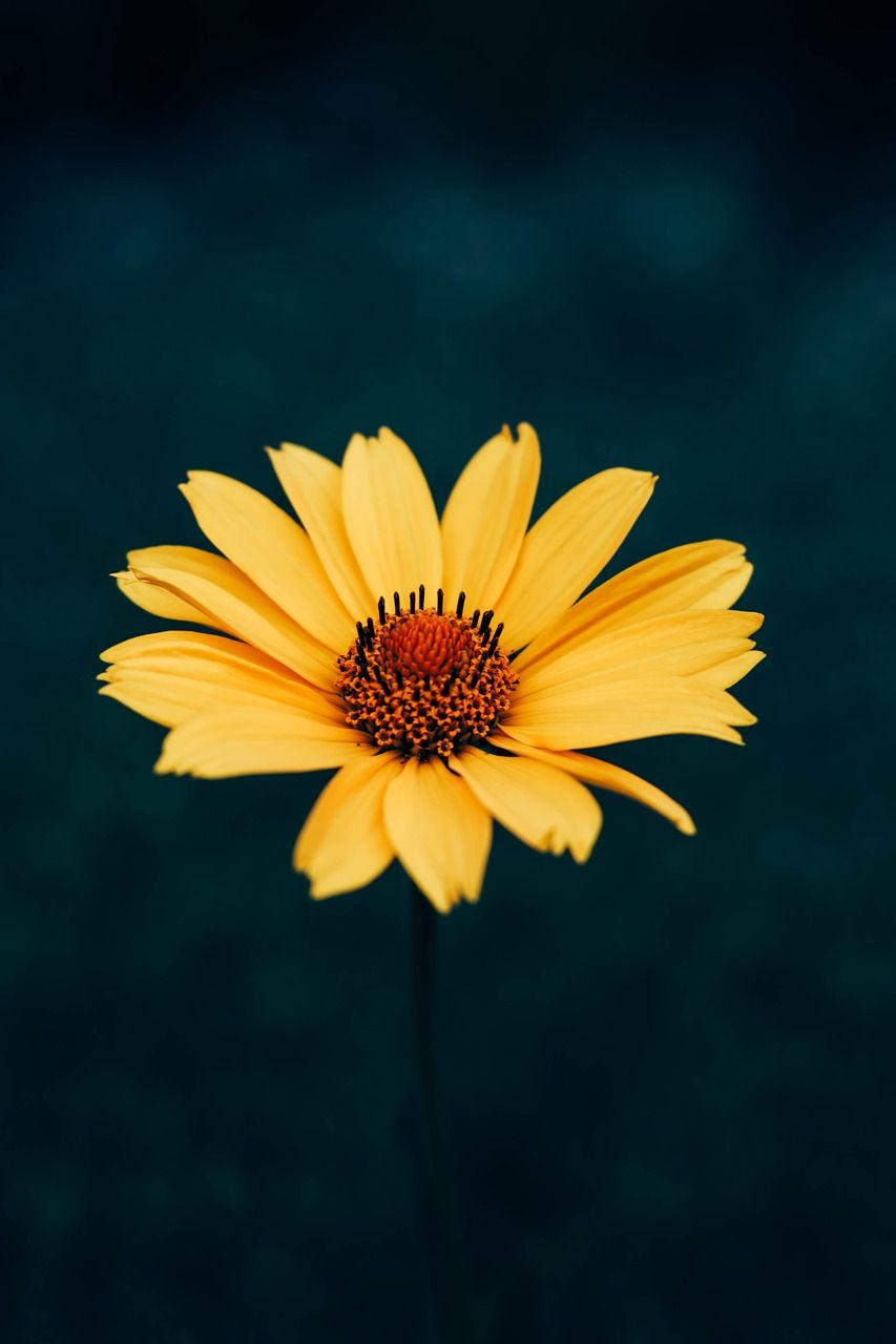 853x1280 Yellow Flower Plant