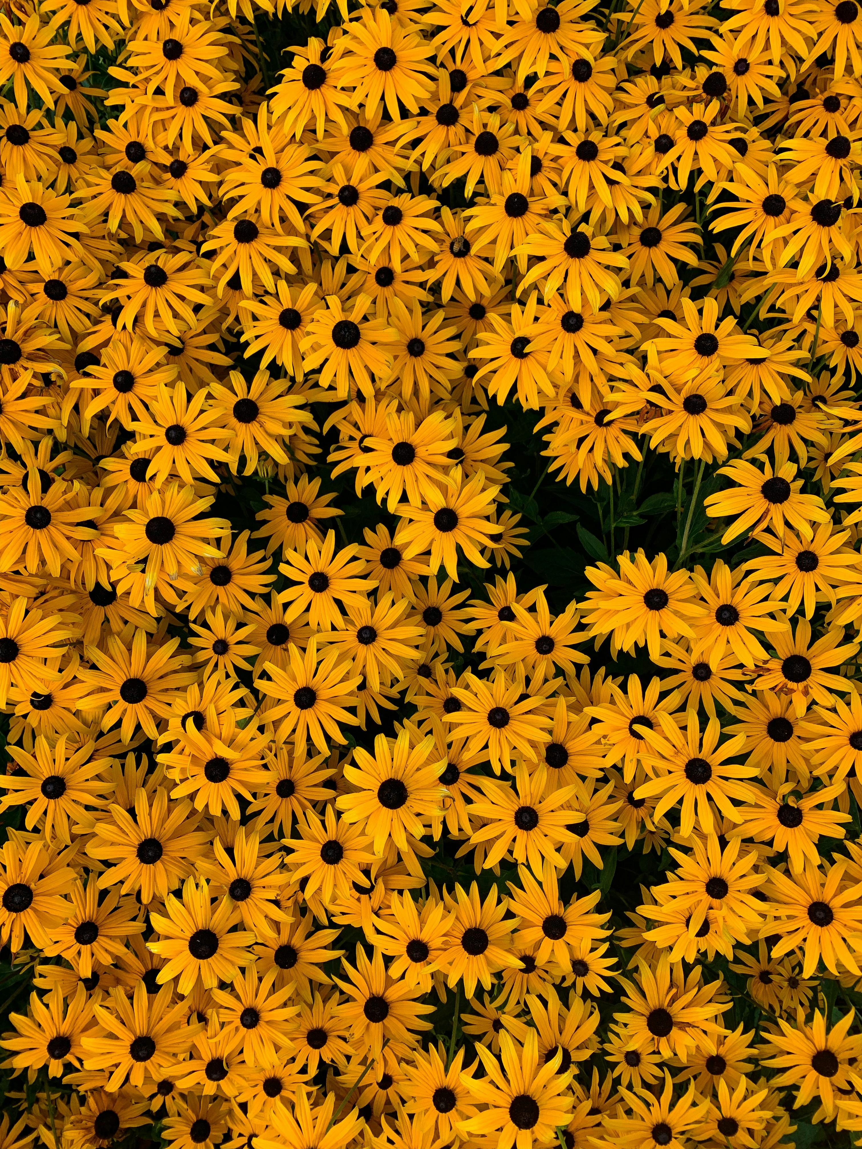 3024x4032 Top View Photo Of Yellow Flowers · Free