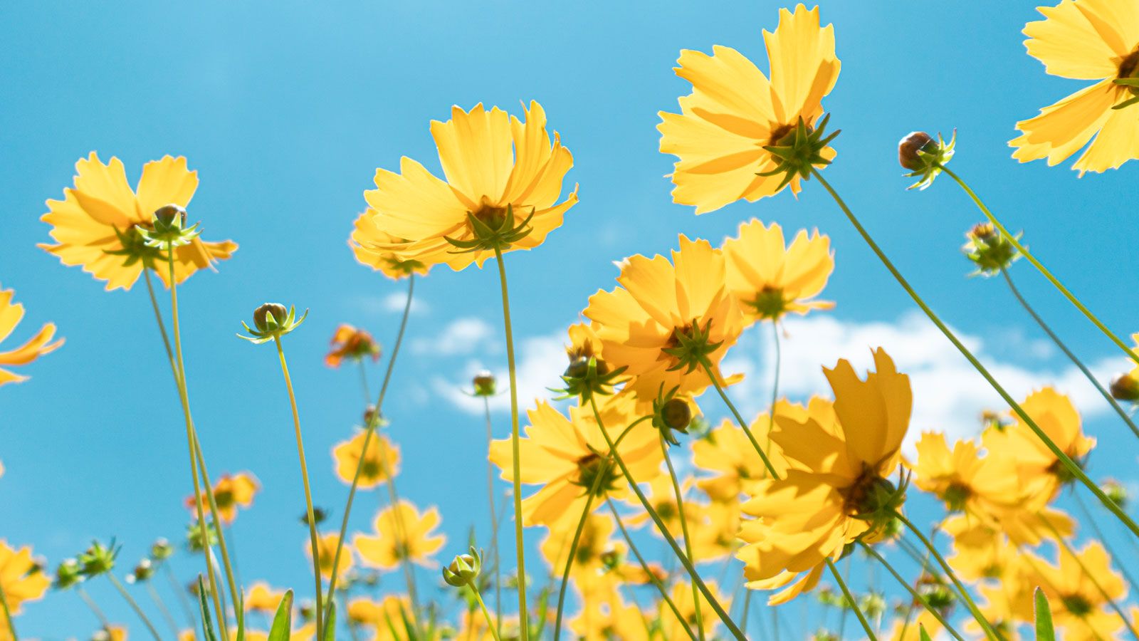 1600x900 Unique Yellow Flowers For A Garden Filled With Gold. Gardening Know How