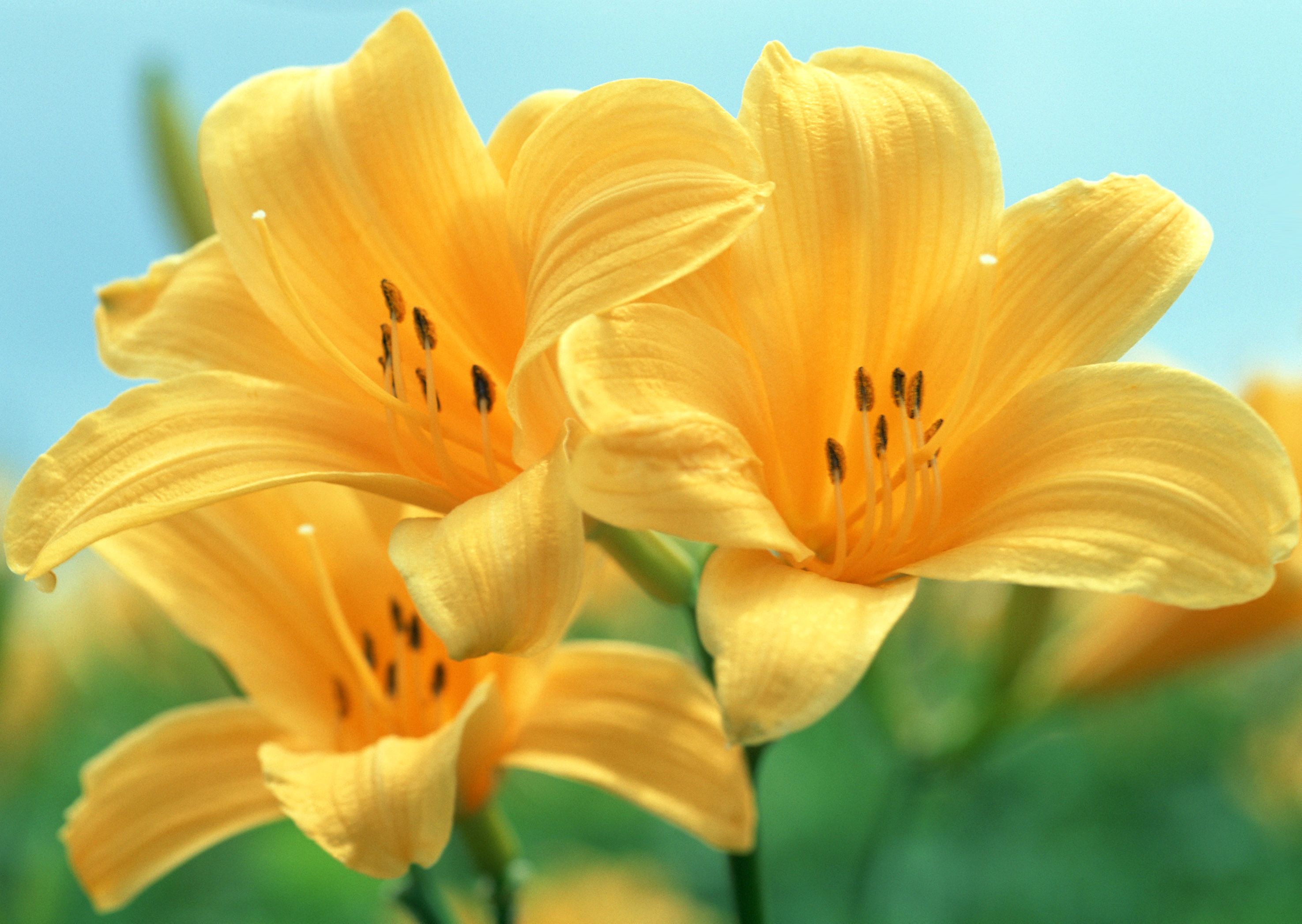 2950x2094 Yellow Flowers Wallpaper​-Quality Free Image and Transparent PNG Clipart