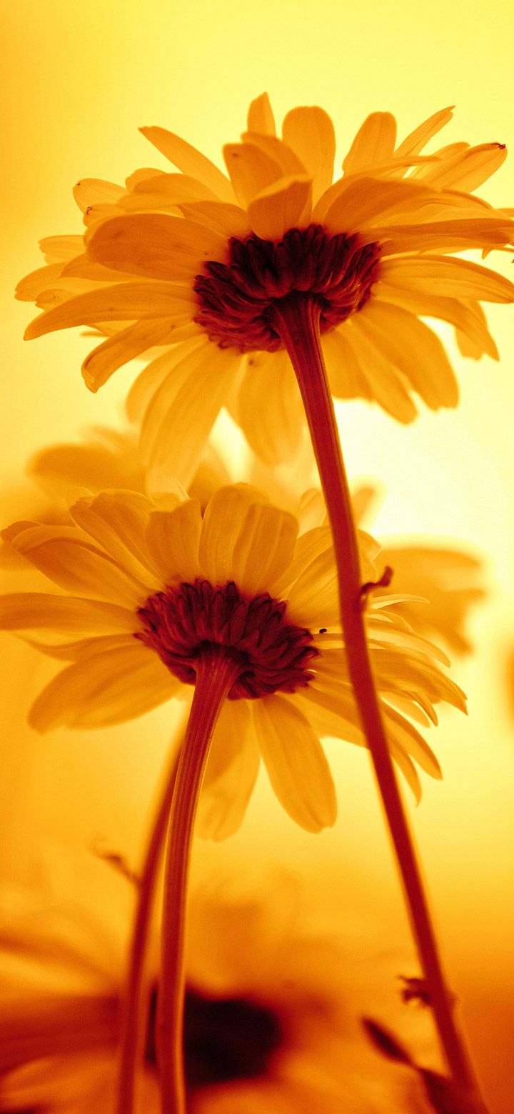 720x1560 Beautiful Yellow Flowers 4K Phone Wallpaper
