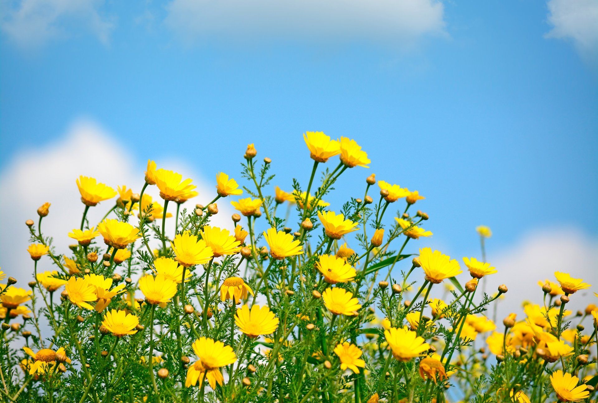 1920x1296 Download Yellow Flower Spring Wildflower Nature Flower 4k Ultra HD Wallpaper