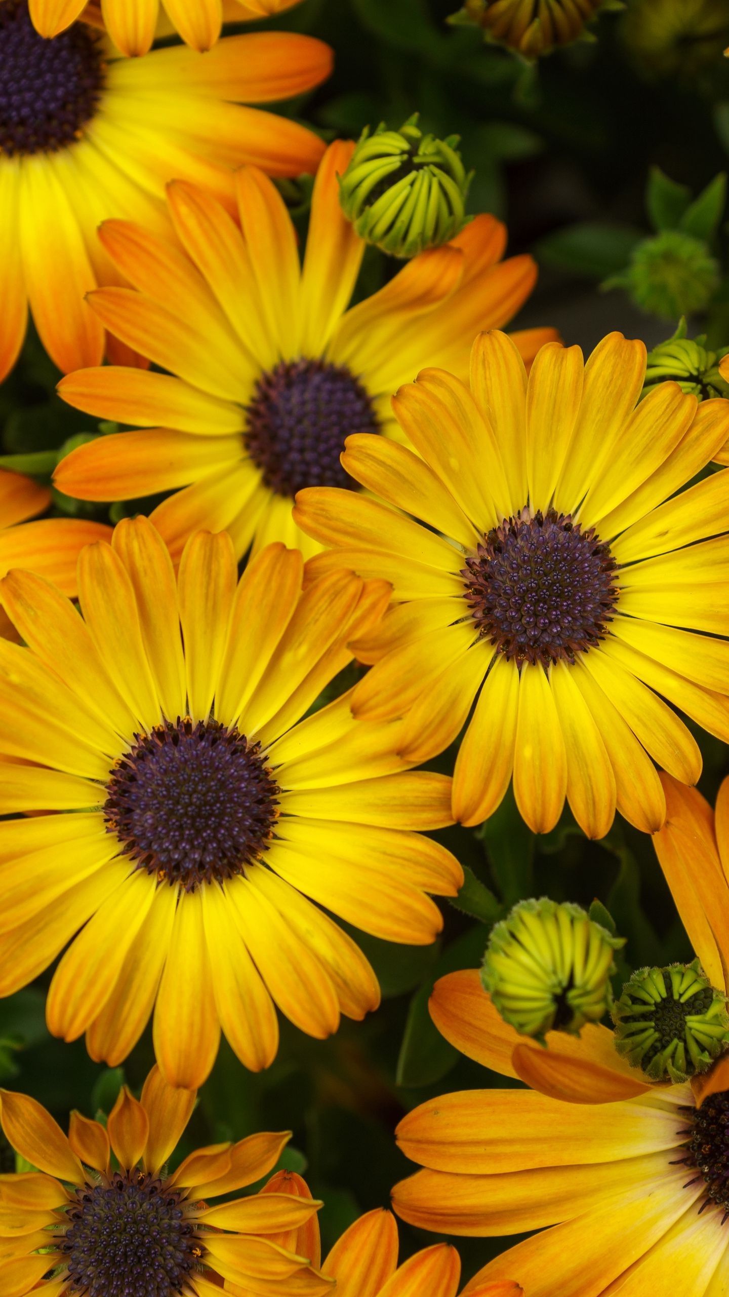 1440x2560 Yellow Flowers Petals Orange Bloom Green Leaves Background 4K HD Flowers Wallpaper