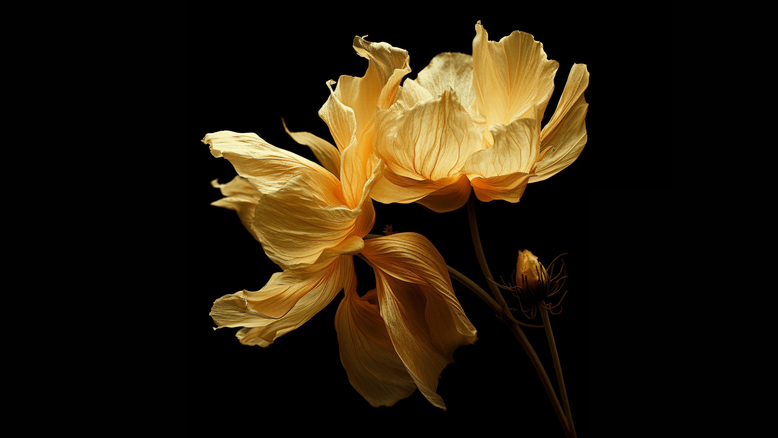 2560x1440 Yellow flowers Wallpaper 4K, Digital render, Black background