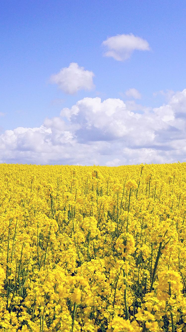 750x1334 iPhone X wallpaper. yellow flower jeju nari