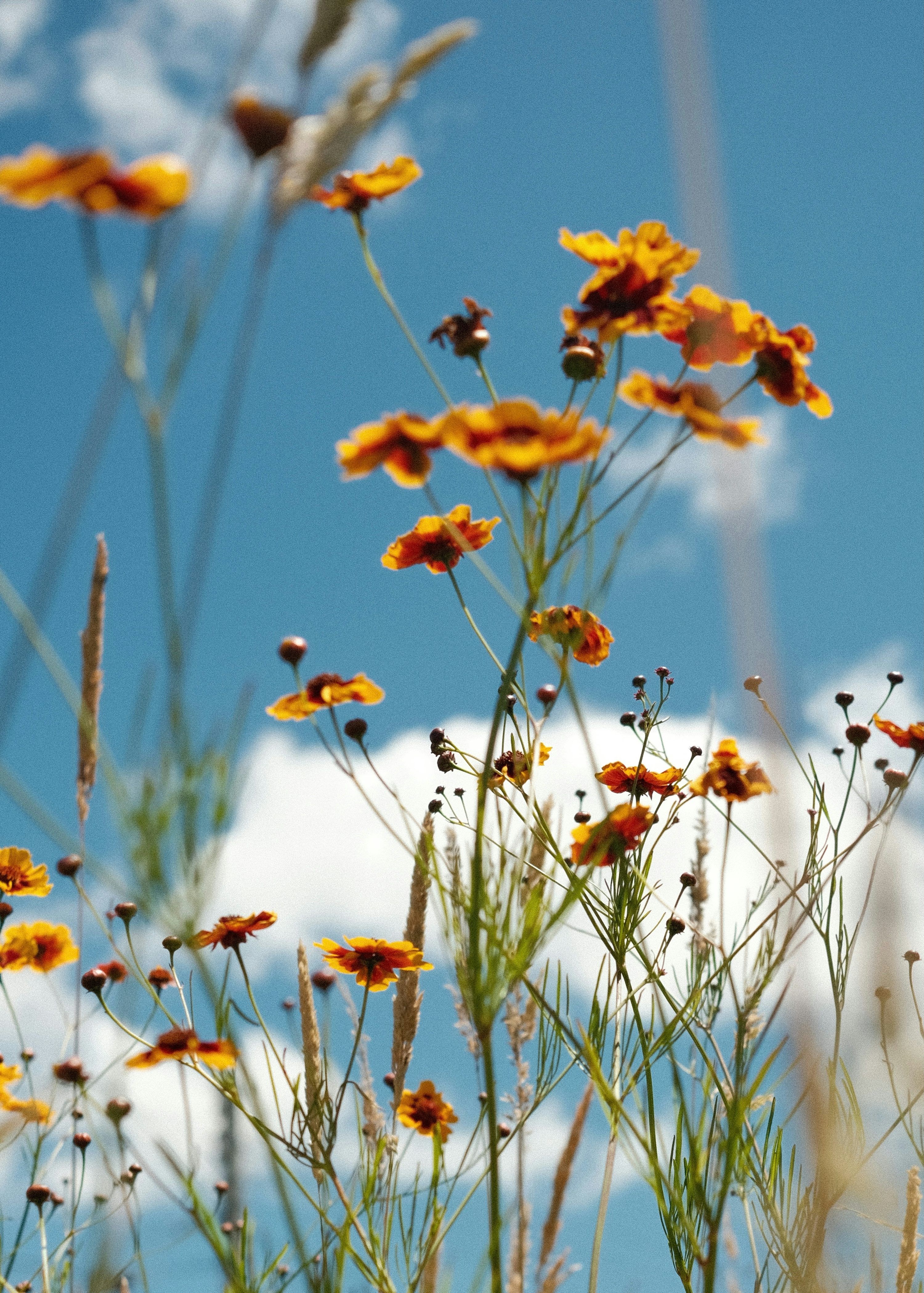 3000x4196 A field of yellow flowers with a blue sky in the background photo
