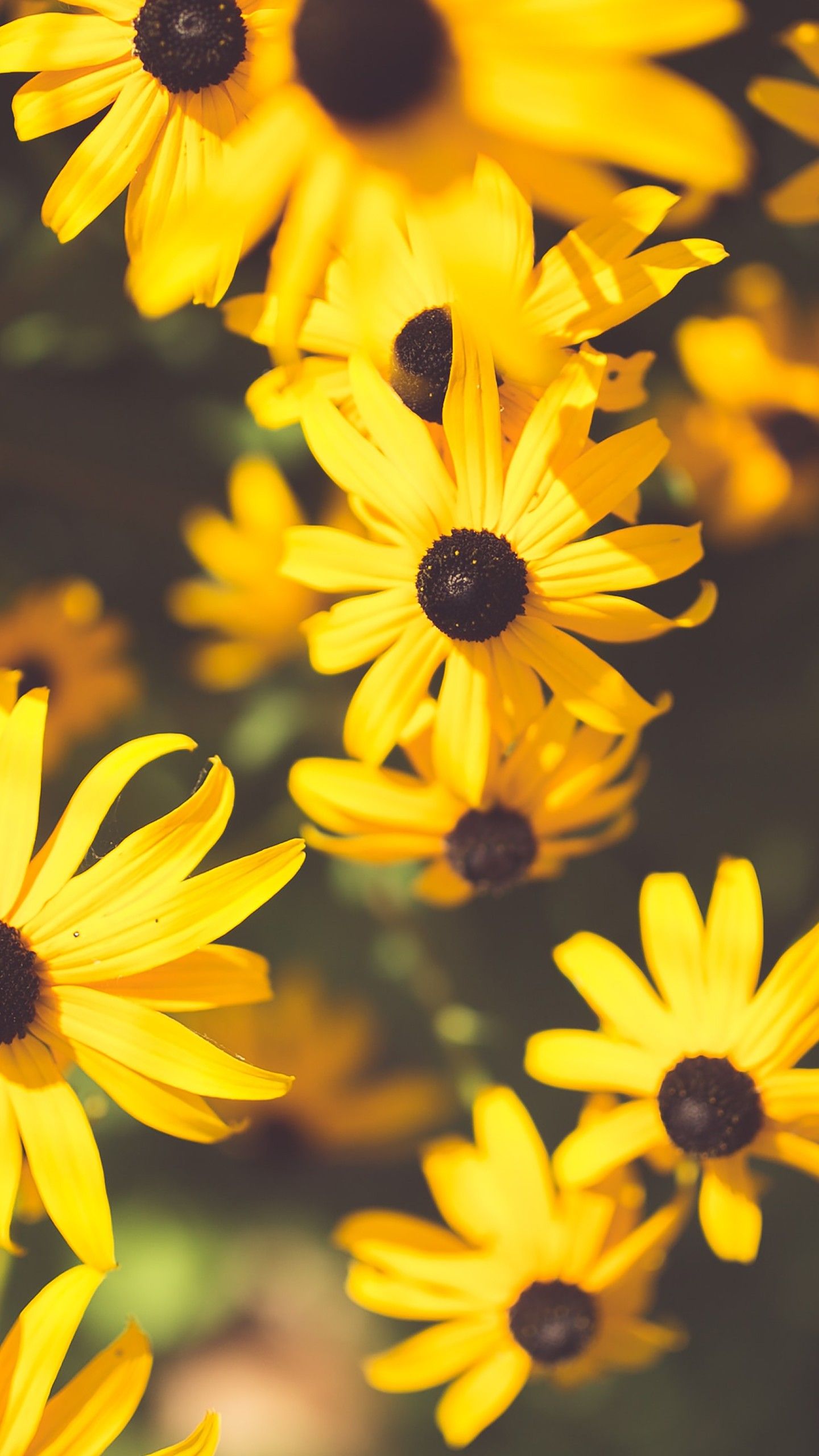 1440x2560 Flower Yellow Garden 4K HD Wallpaper