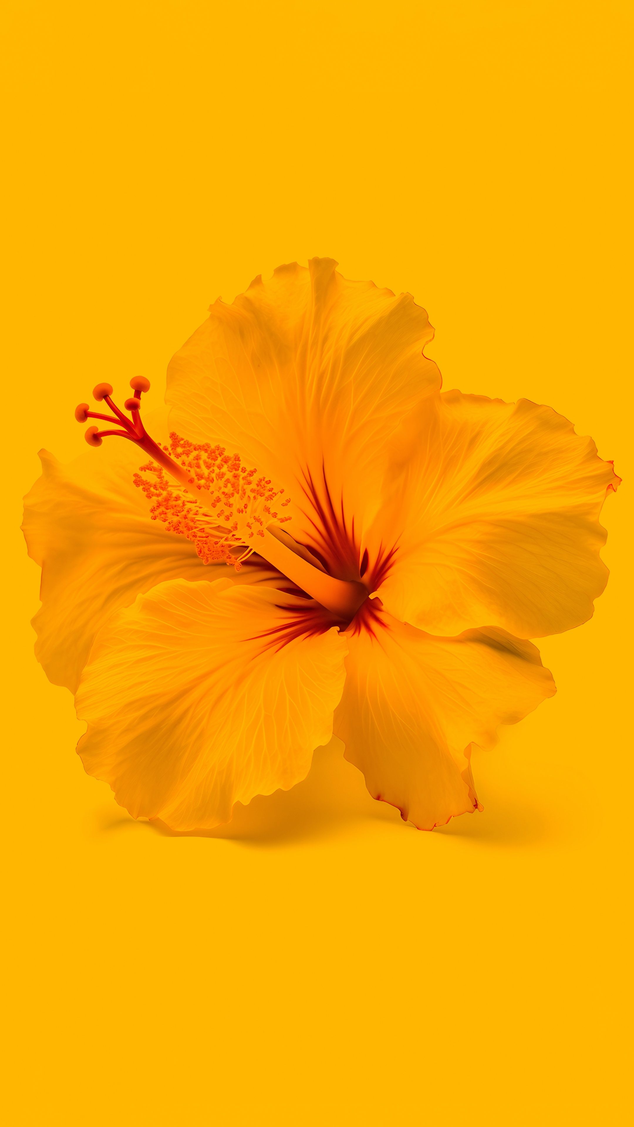 2160x3840 Yellow Flowers 4k Wallpaper