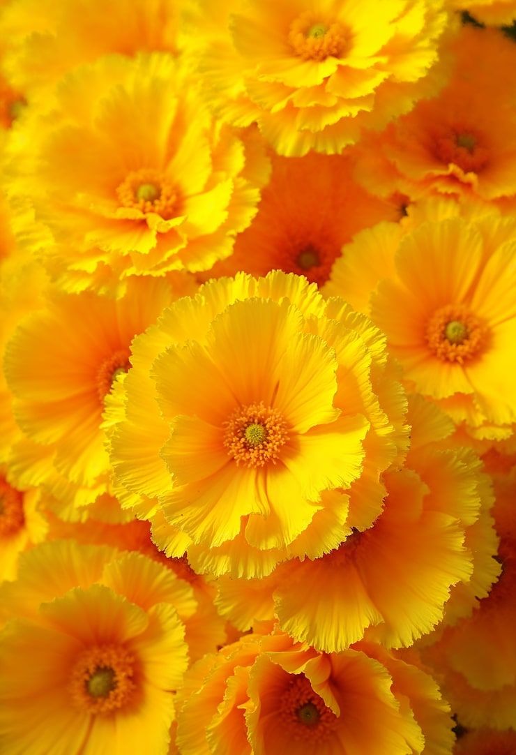 740x1082 Yellow flower wallpaper iphone Image