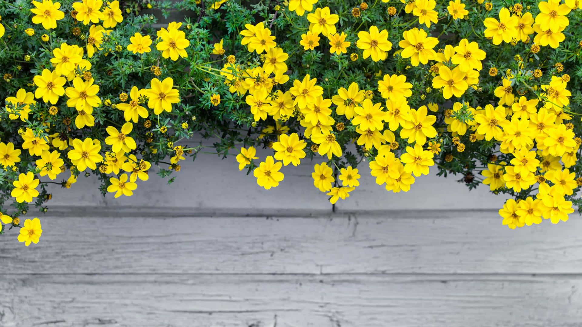 1920x1080 Yellow Aesthetic Flower Desktop Wallpaper