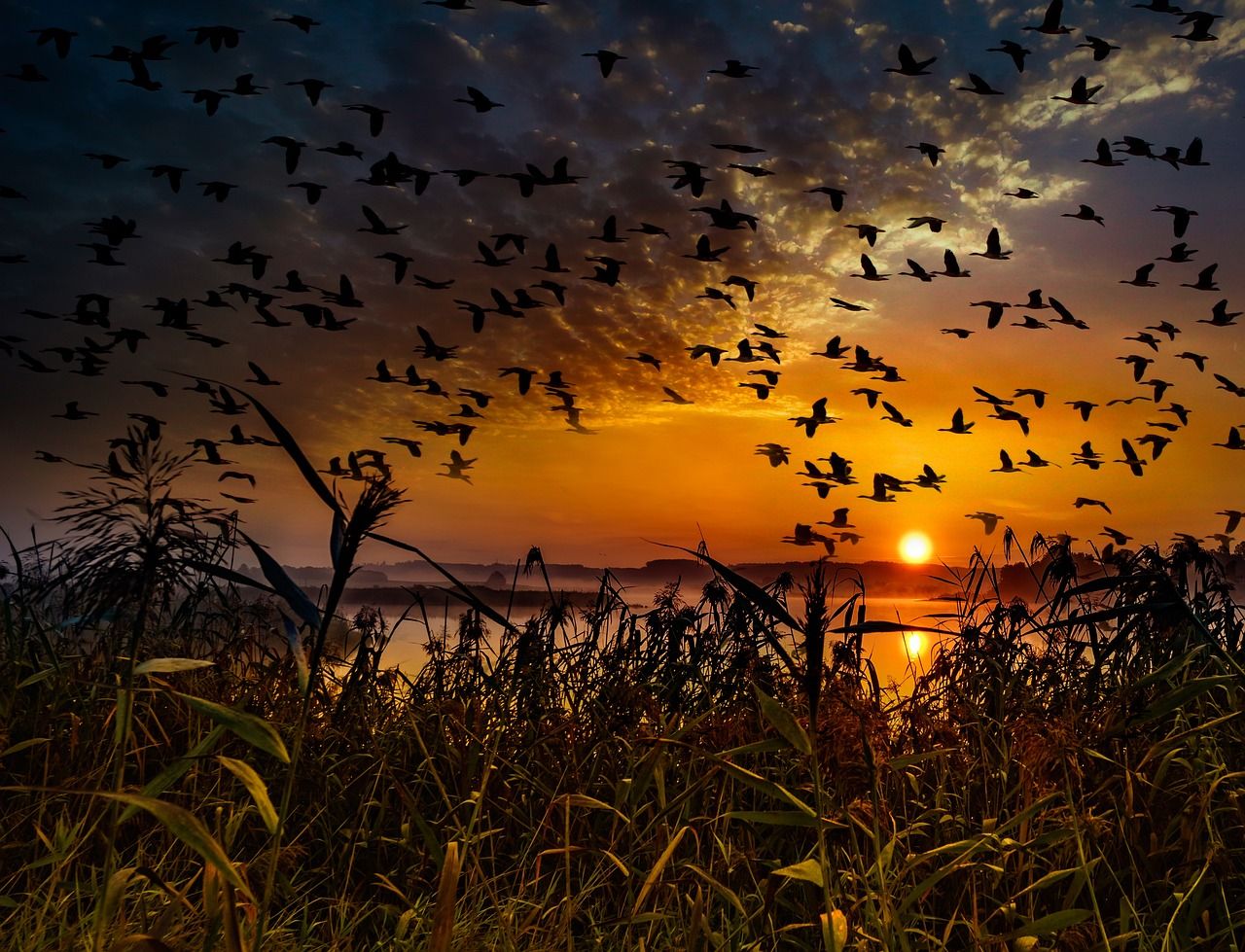 1280x979 Sunset Flock Of Birds Migratory