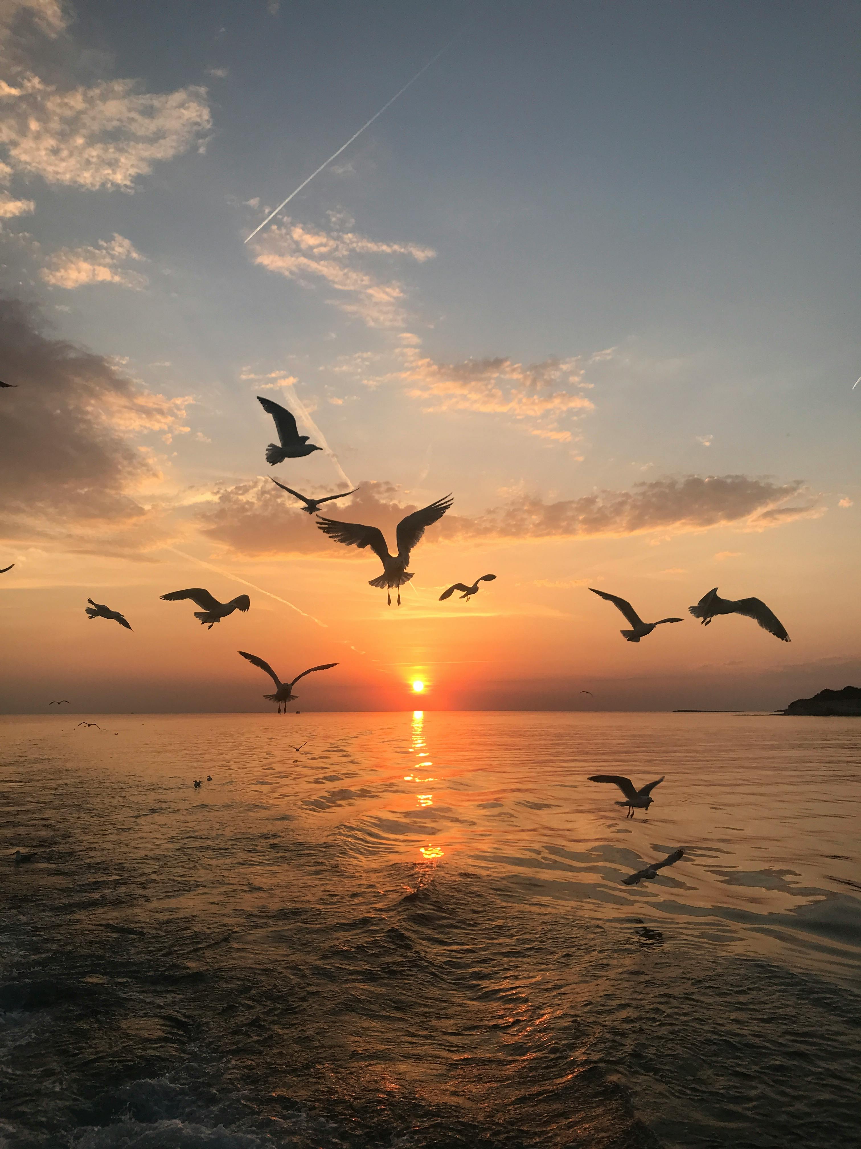 3024x4032 Flock of Birds Flying over the Sea · Free