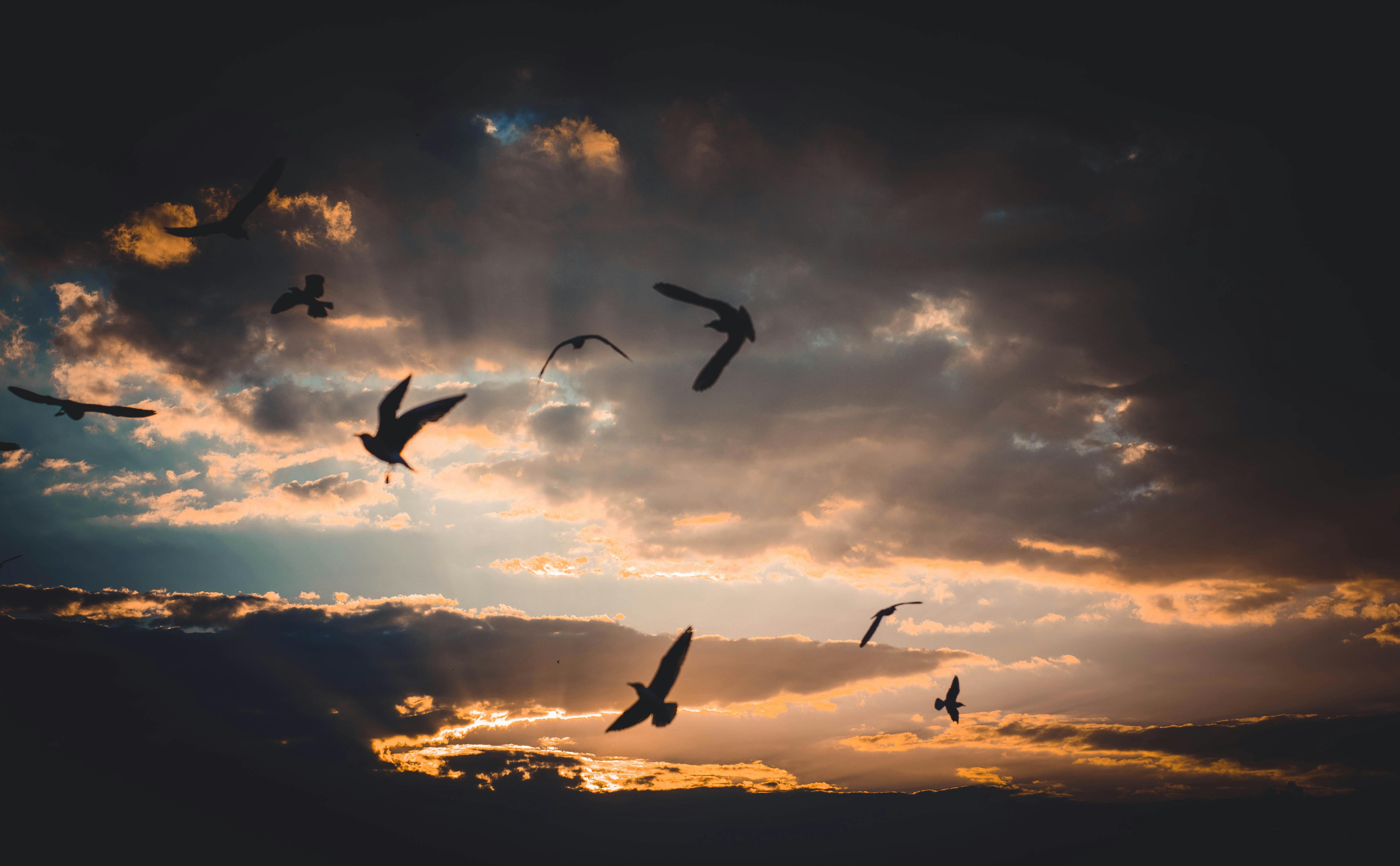 5986x3706 Flock of Birds Flying Above Sky during Dusk · Free