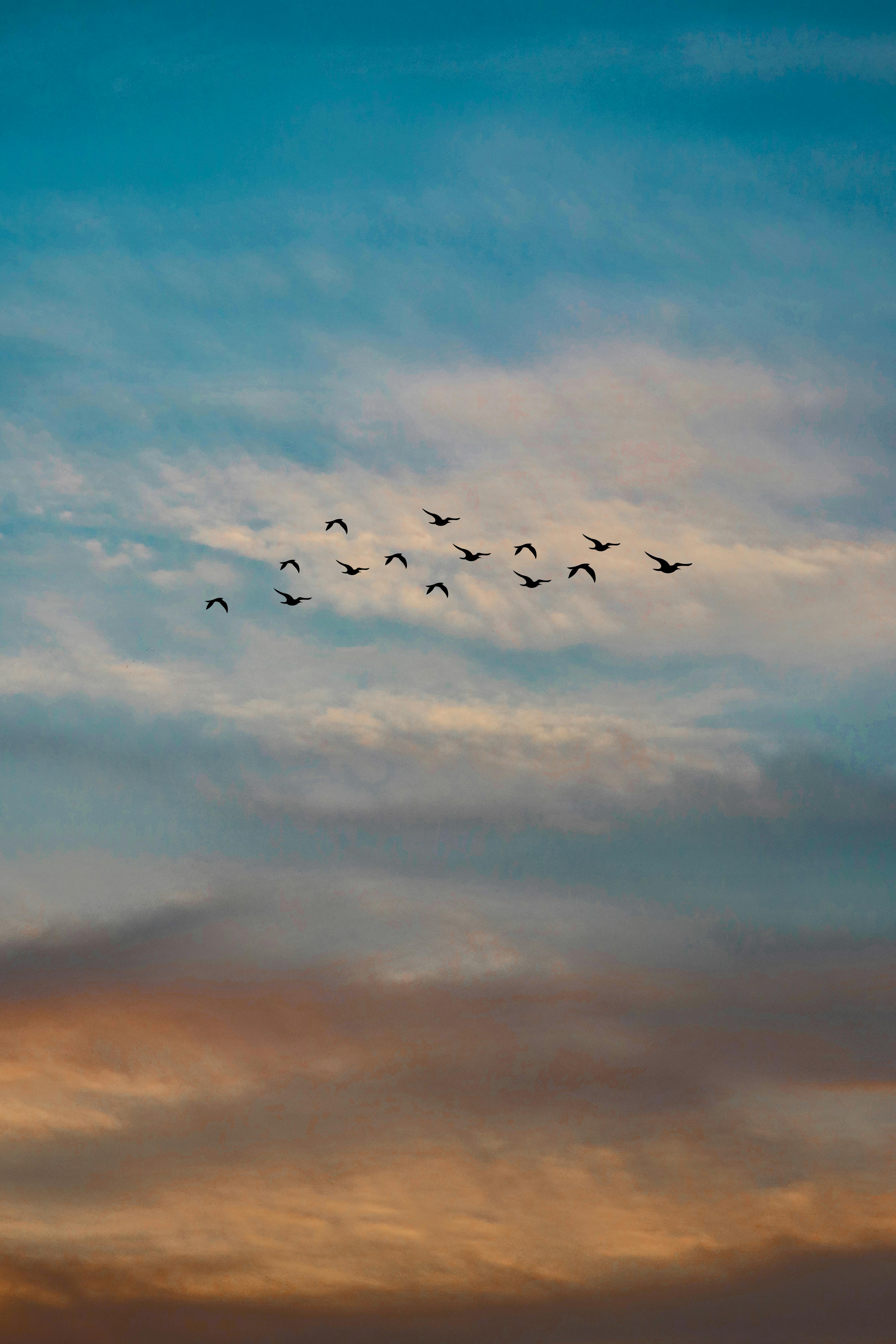 4000x6000 Photo of a Flock of Flying Birds · Free