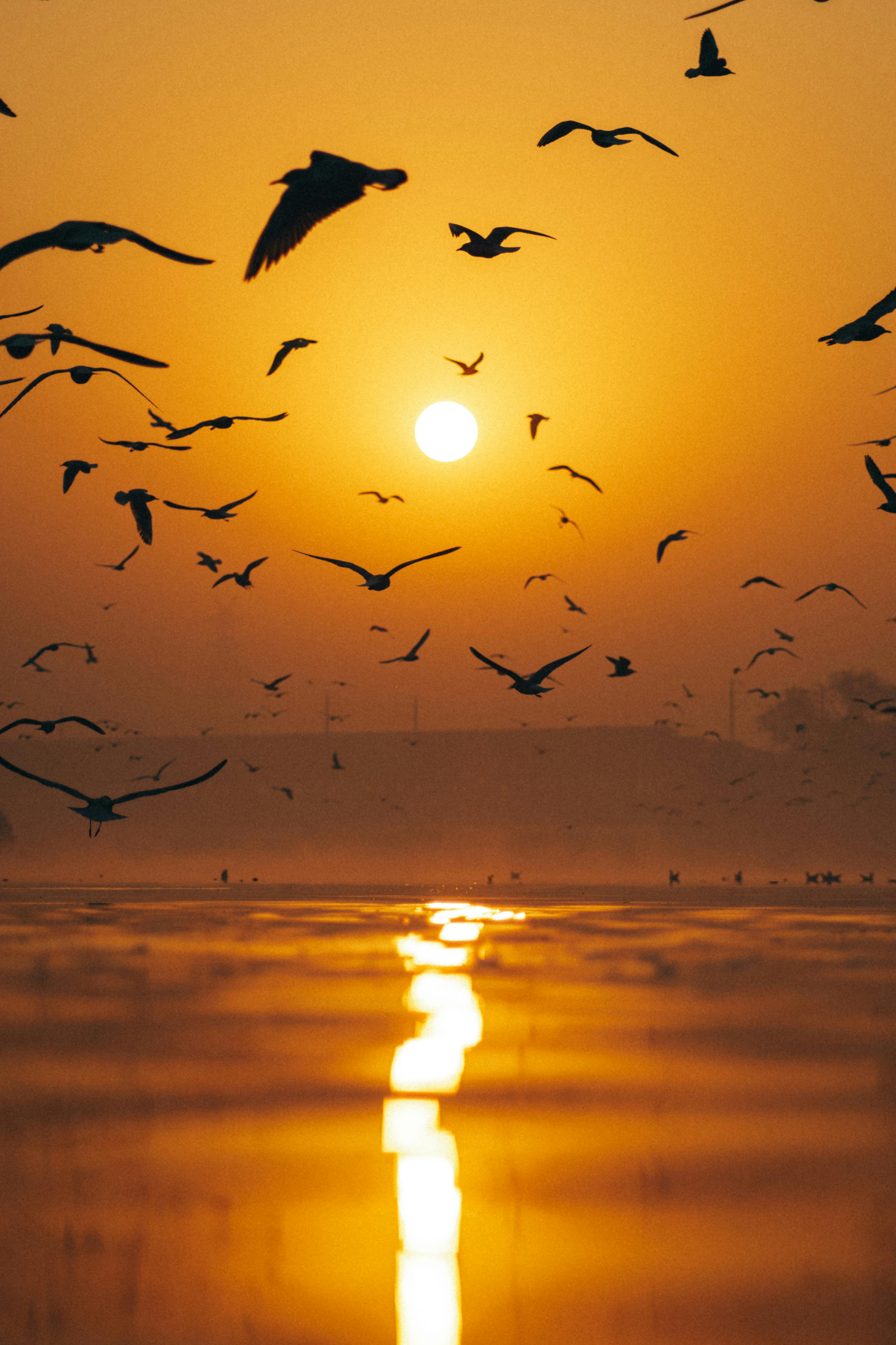 3805x5707 Flock of Birds Flying Above the Mountain during Sunset · Free
