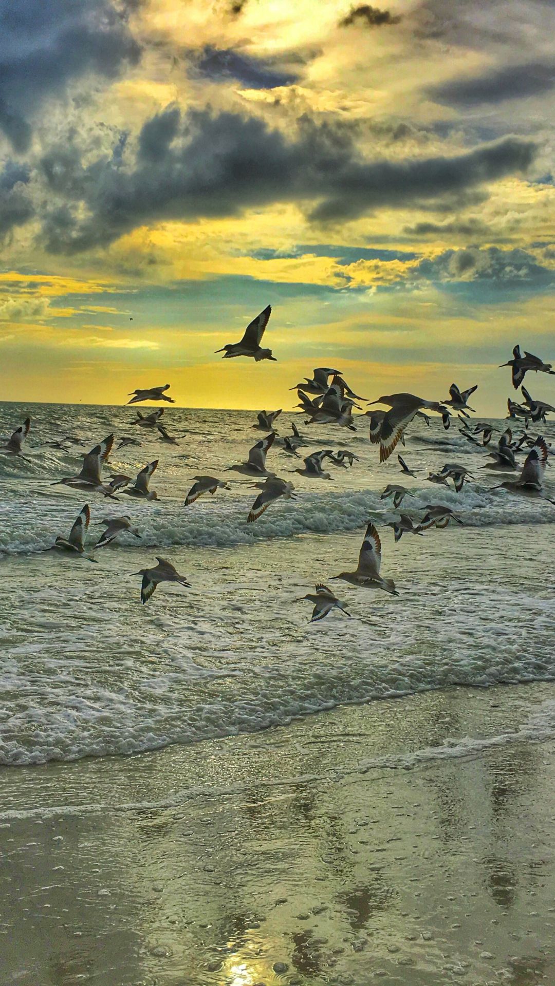 1080x1920 Flock Of Birds iPhone Wallpaper
