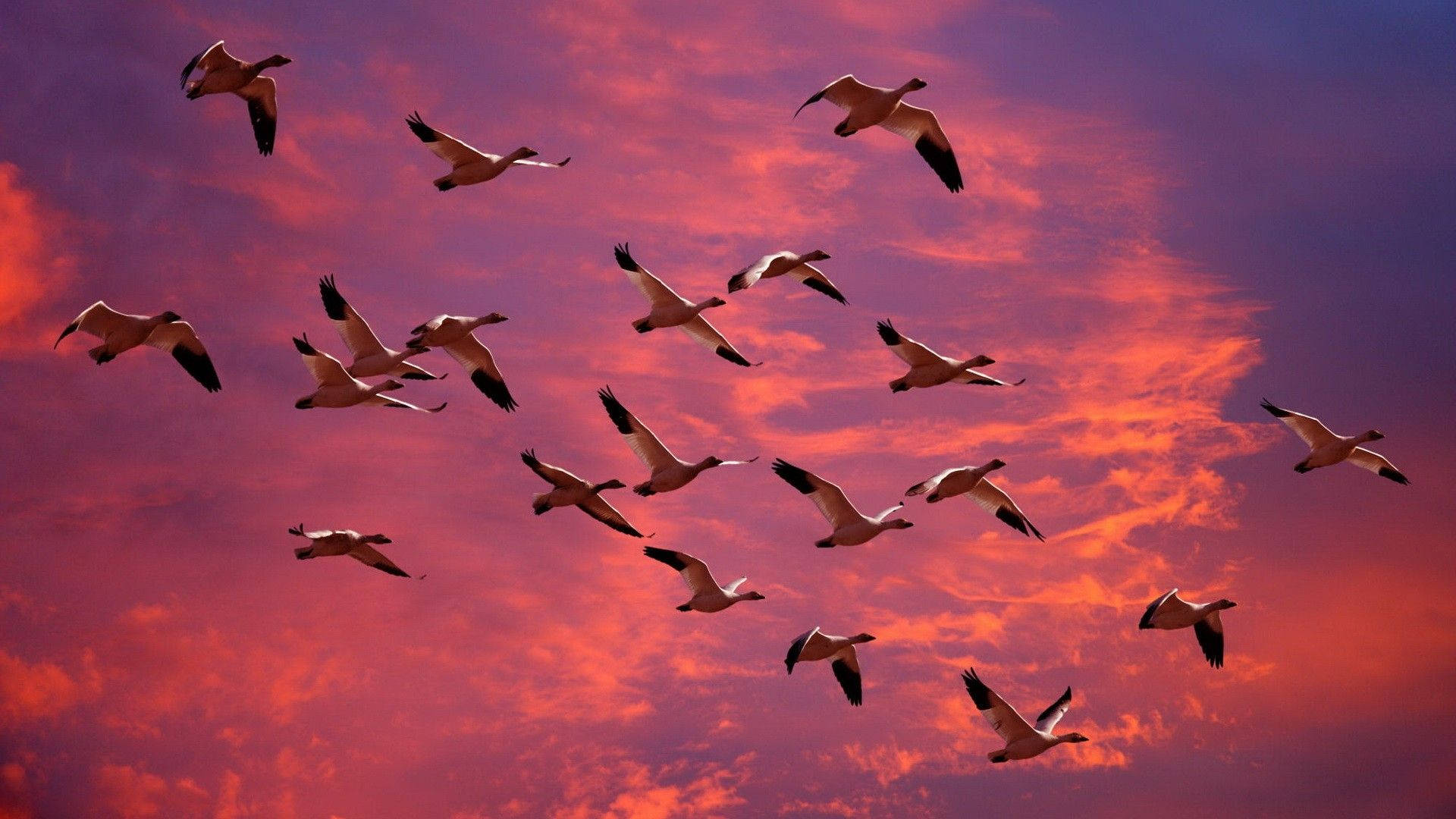 1920x1080 Birds Flying Wallpaper