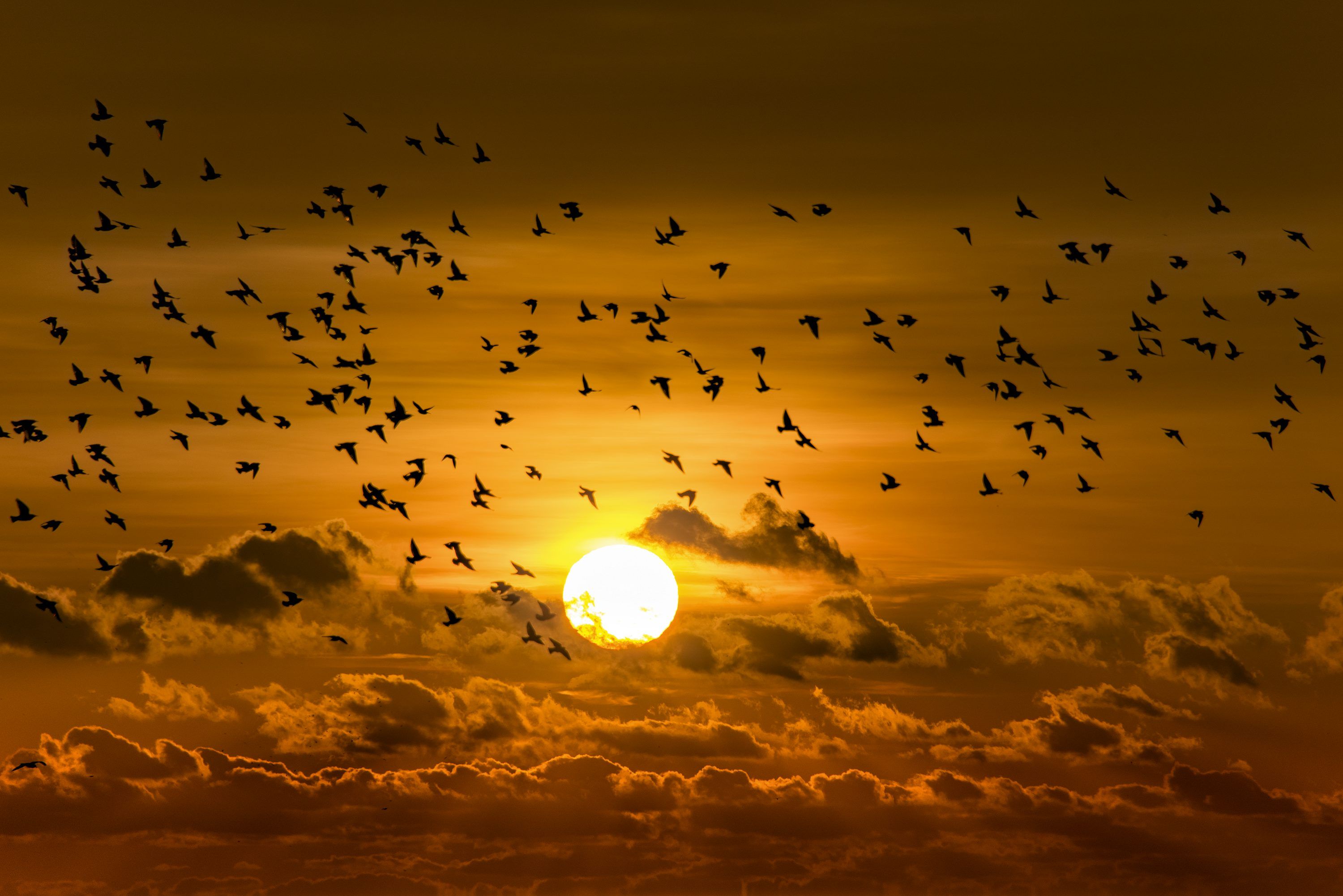 3000x2002 A flock of birds flying in the sky at sunset photo