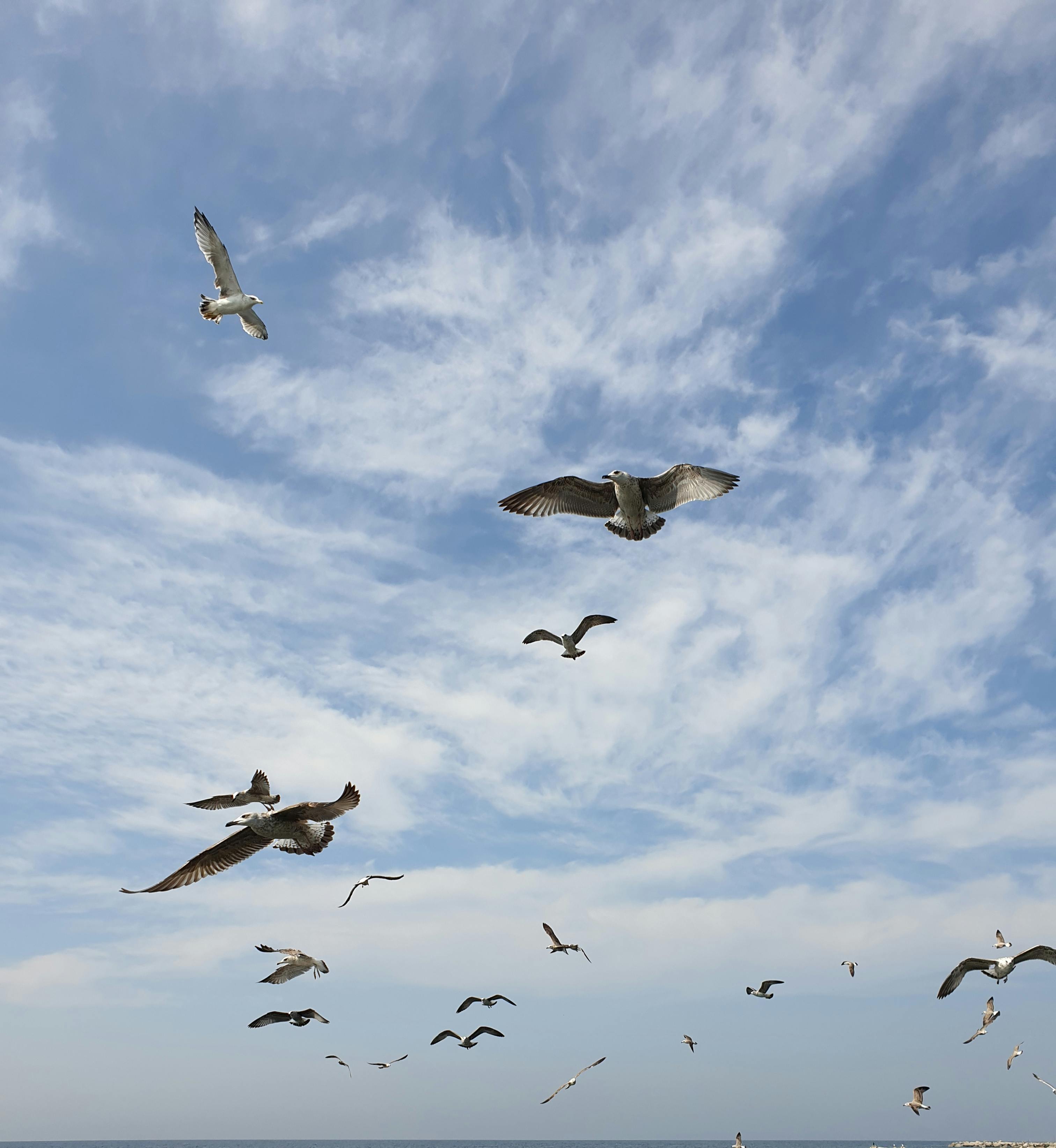 3024x3289 Birds in Flight Under Blue Sky · Free