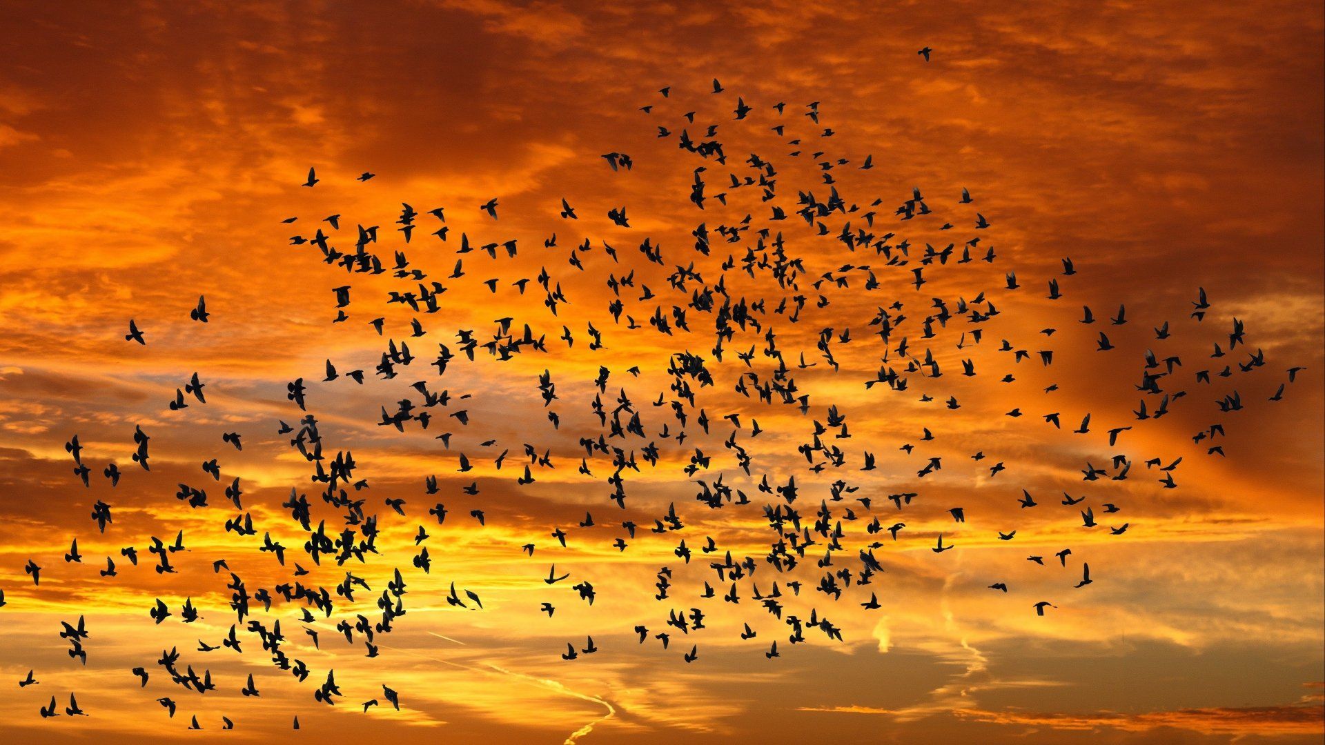 1920x1080 Download Flock Of Birds Sunset Flying Animal Bird 4k Ultra HD Wallpaper