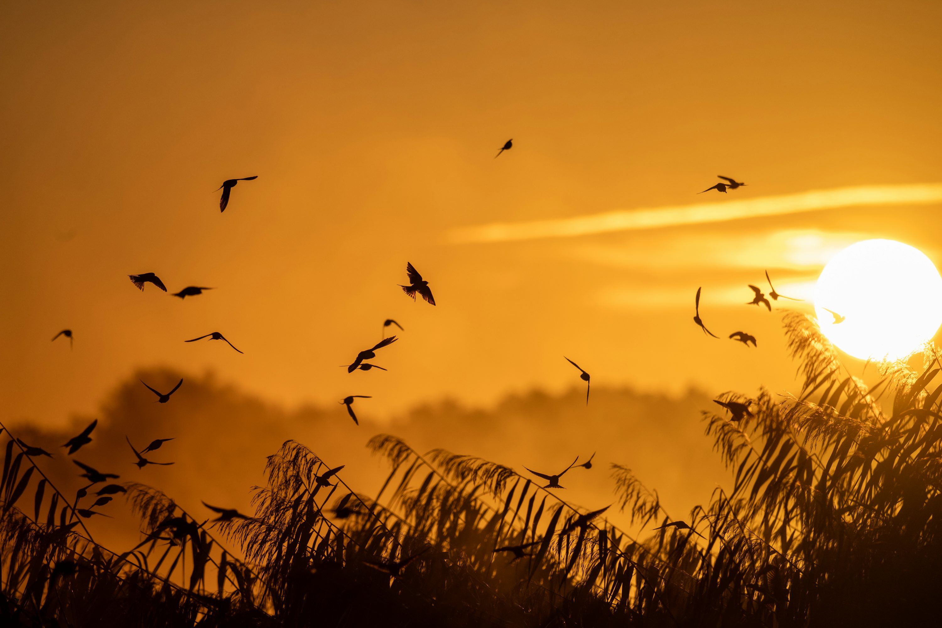 3000x2000 Flock of birds flying at sunset over reeds photo