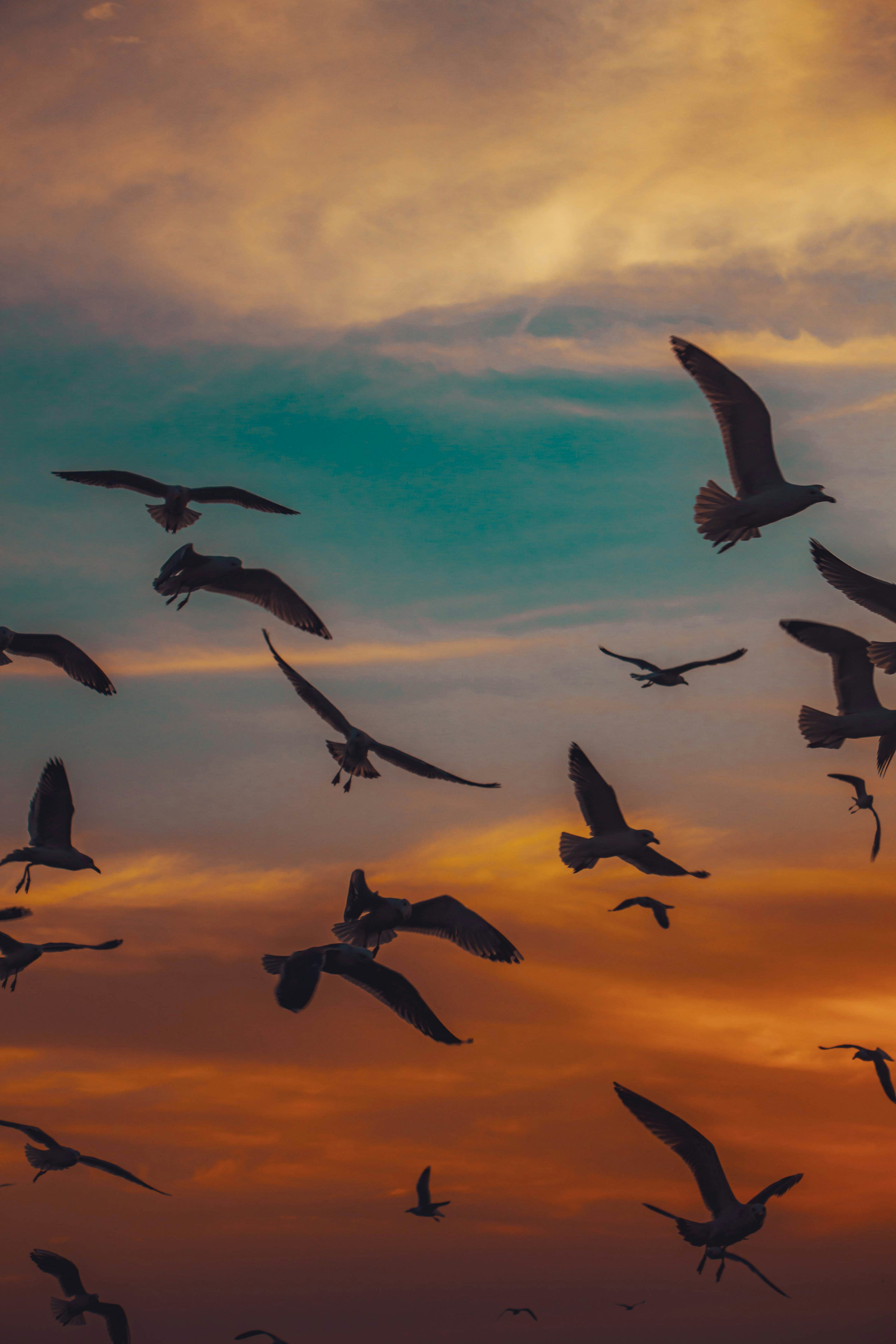 3000x4500 Flock of birds flying under blue sky during daytime photo