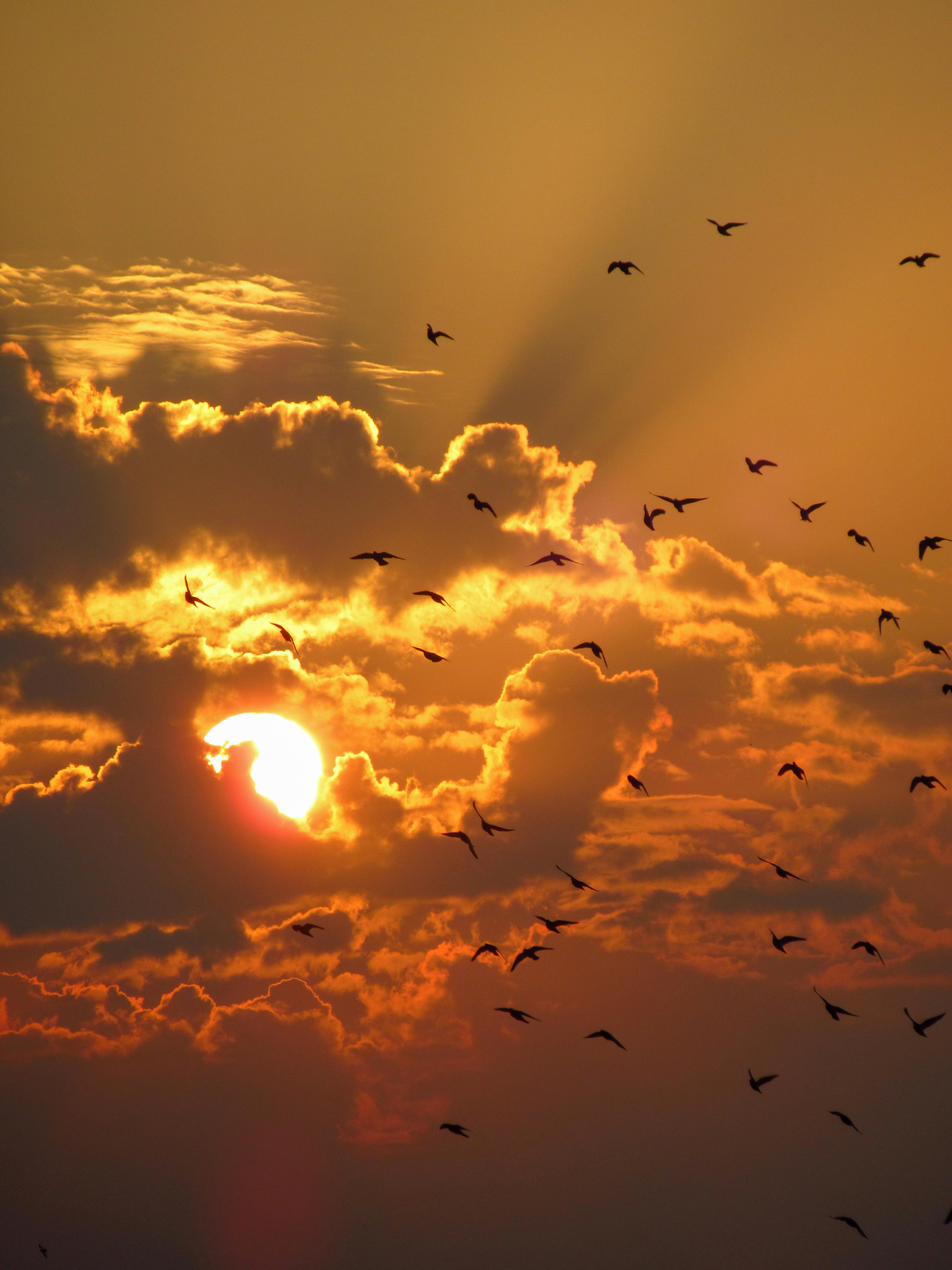 3888x5184 Birds Flying under Clouds at Sunset · Free
