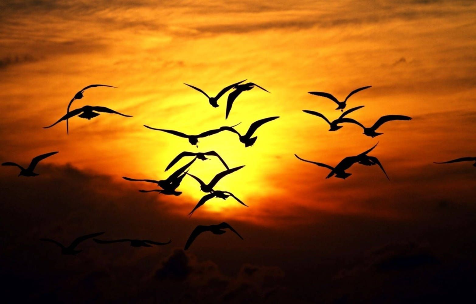 1565x1000 Download Silhouetted Group Of Birds Flying During Sundown Wallpaper