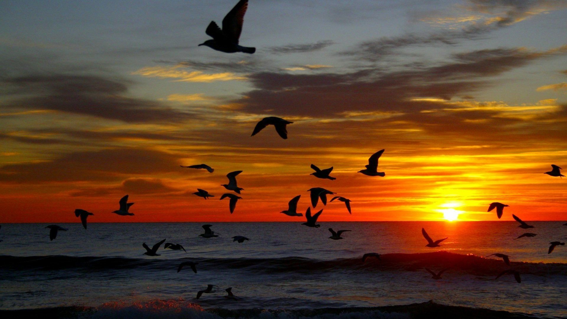 1920x1080 Flock of Birds at Sunset Wallpaperx1080