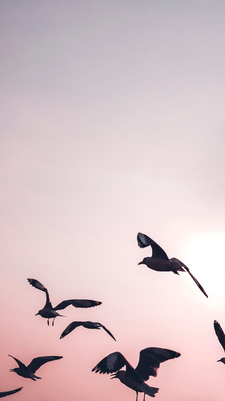 740x1316 Flying Birds Wallpaper Photo Free High Quality Picture