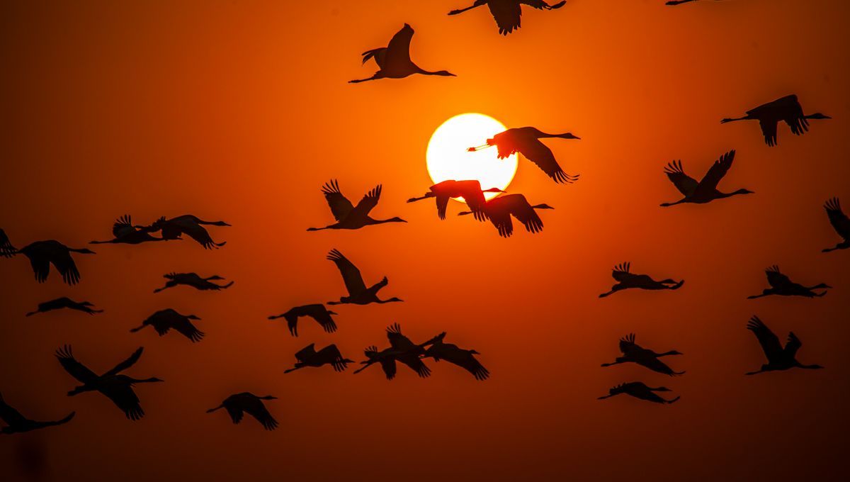 1200x680 What's The Largest Flock Of Birds Ever Seen In The Skies?
