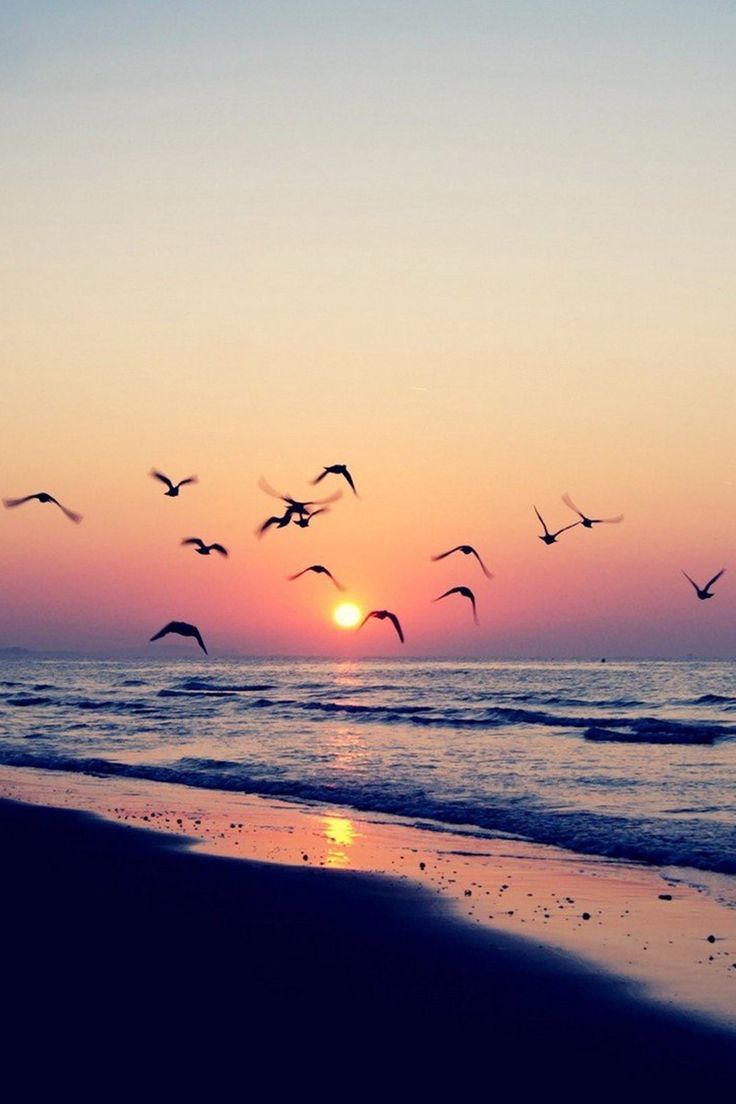 736x1104 Sunset flying birds and sea good night mobile wallpaper