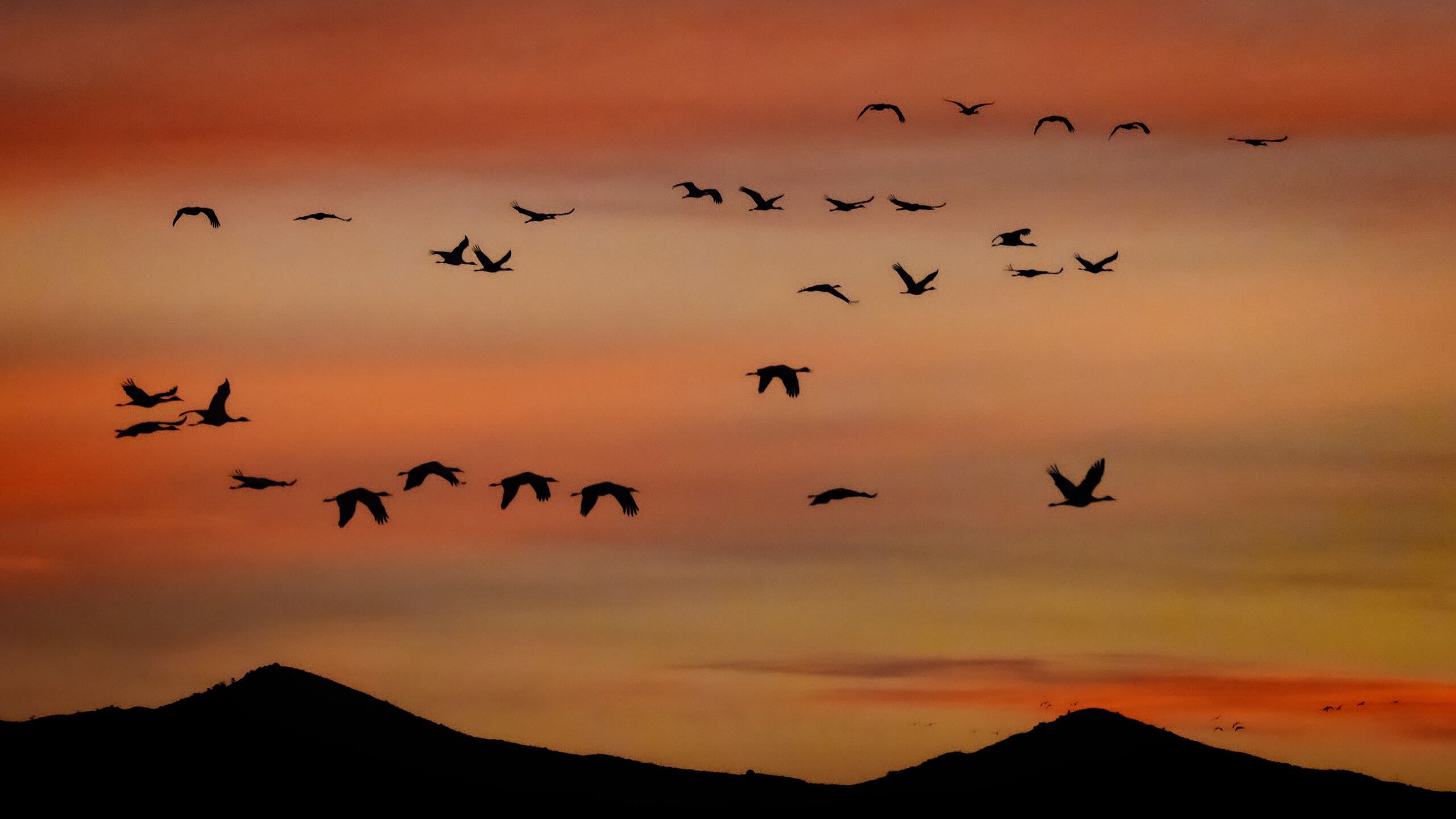 2560x1440 Bird photography tips: Timing and separation