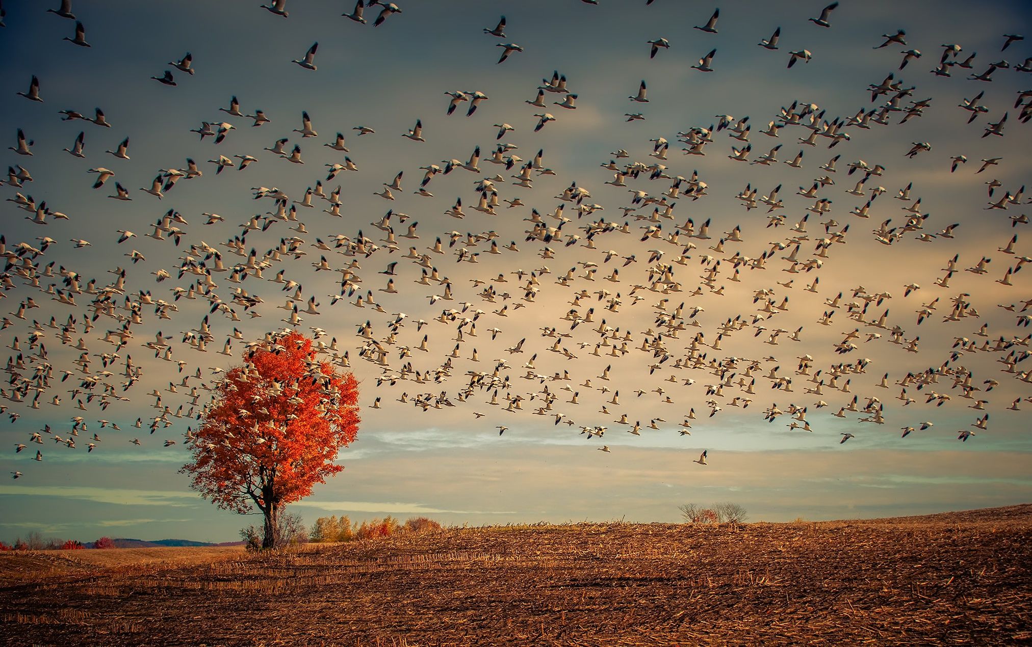 2024x1270 Autumn Solitary Tree with Soaring Goose Flock