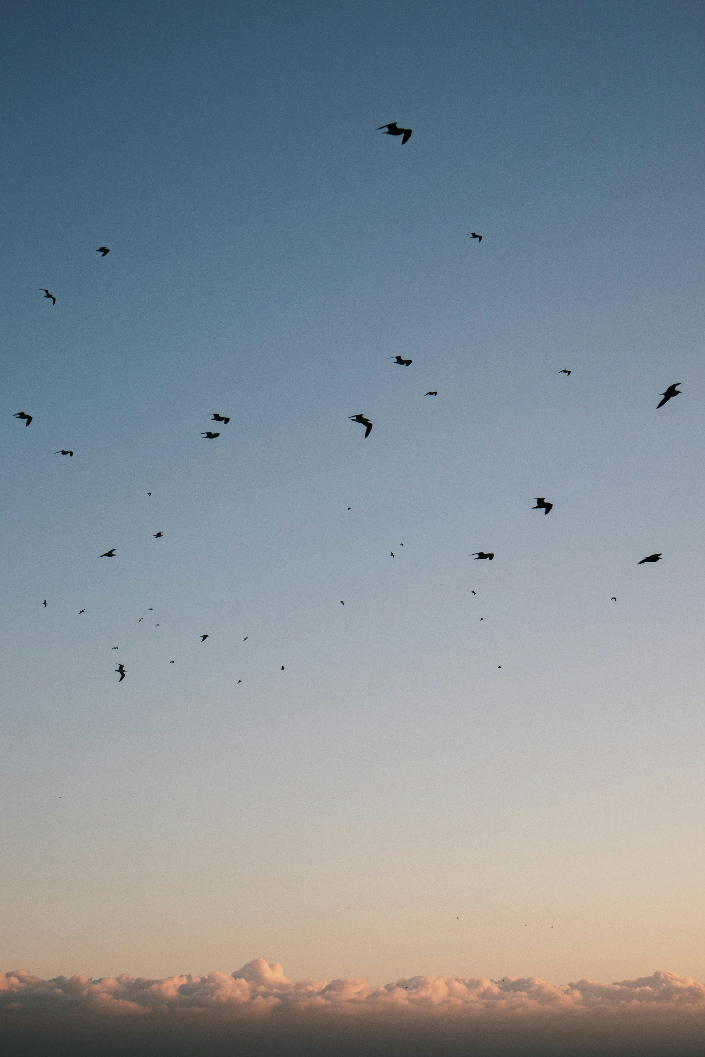 3000x4500 Flock of birds flying during daytime photo