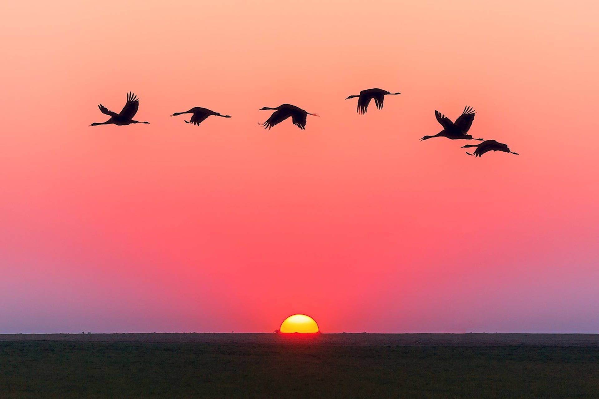 1920x1280 Download Flock Of Birds In Sky Sunset Wallpaper