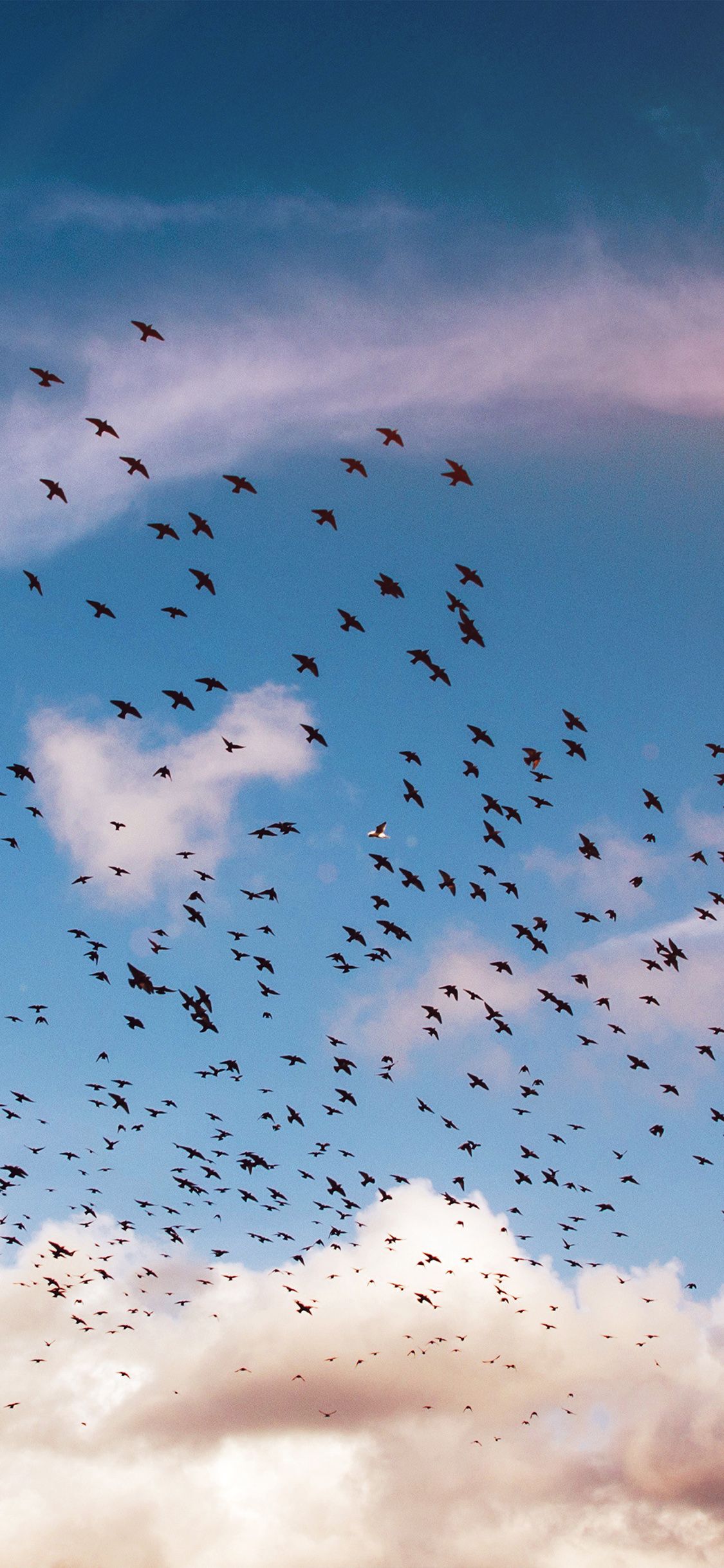 1125x2436 iPhone X wallpaper. birds sky animal fly blue cloud nature flare