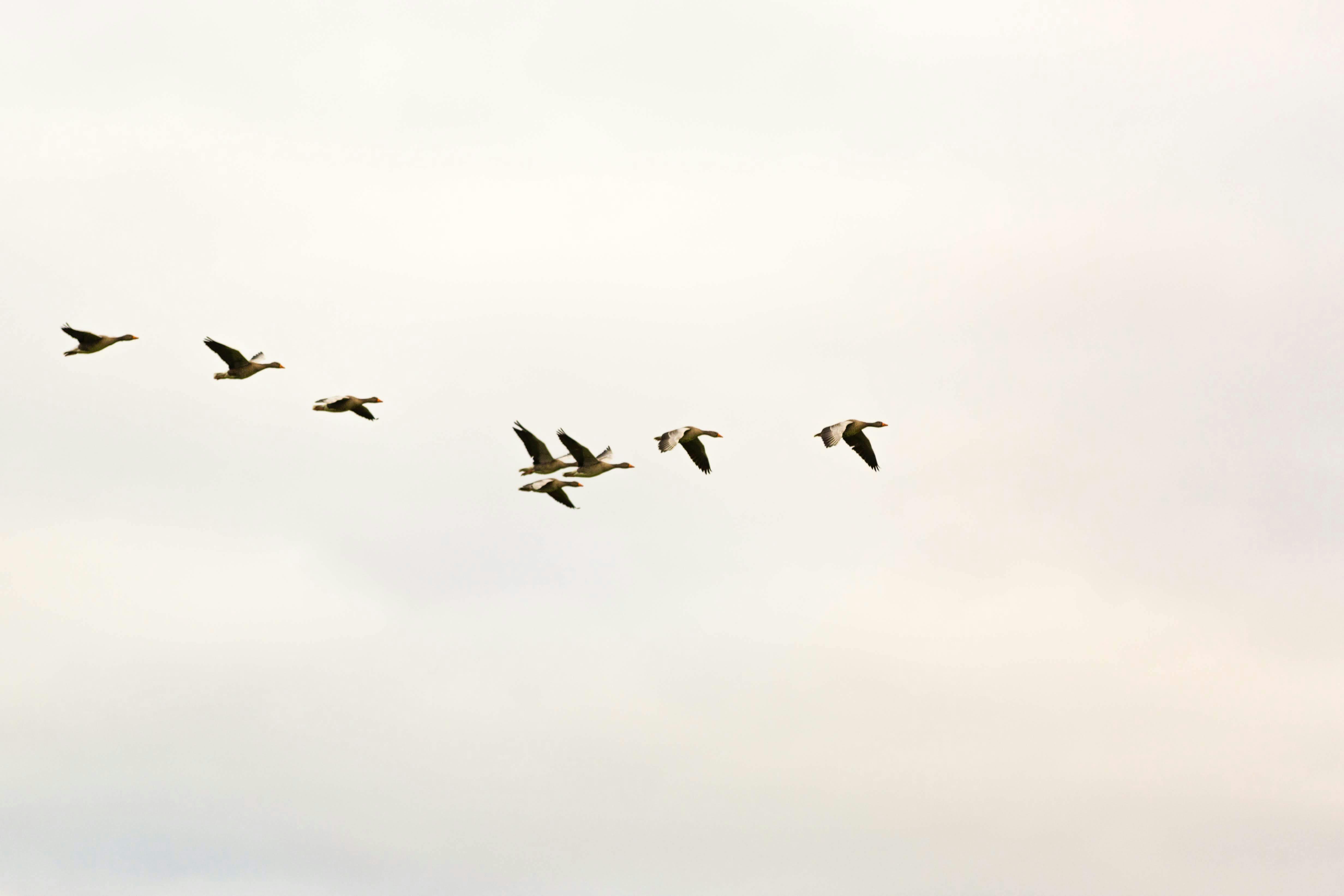 4927x3285 Flock Of Birds Photo, Download The BEST Free Flock Of Birds & HD Image