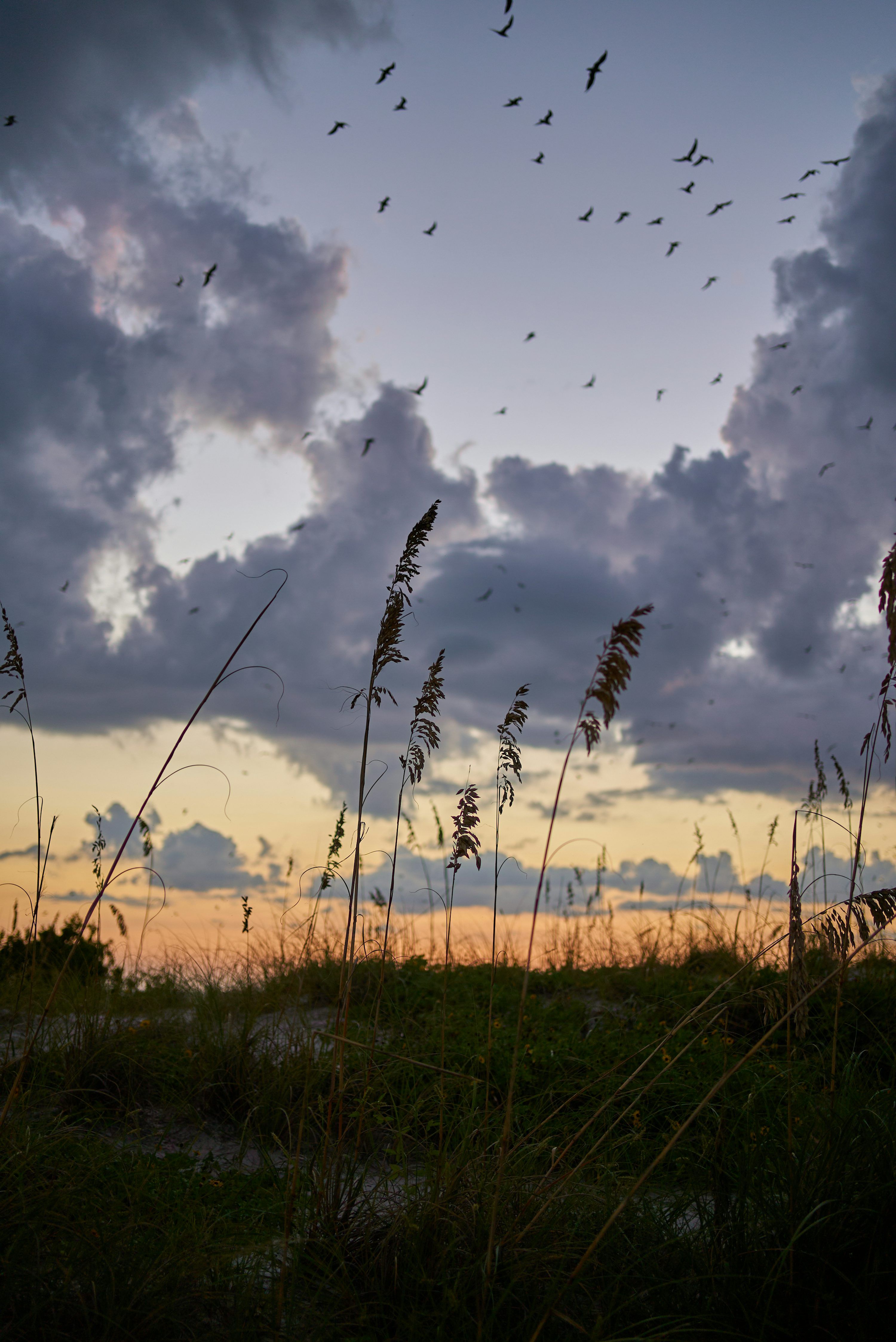 3000x4492 A flock of birds flying through a cloudy sky photo