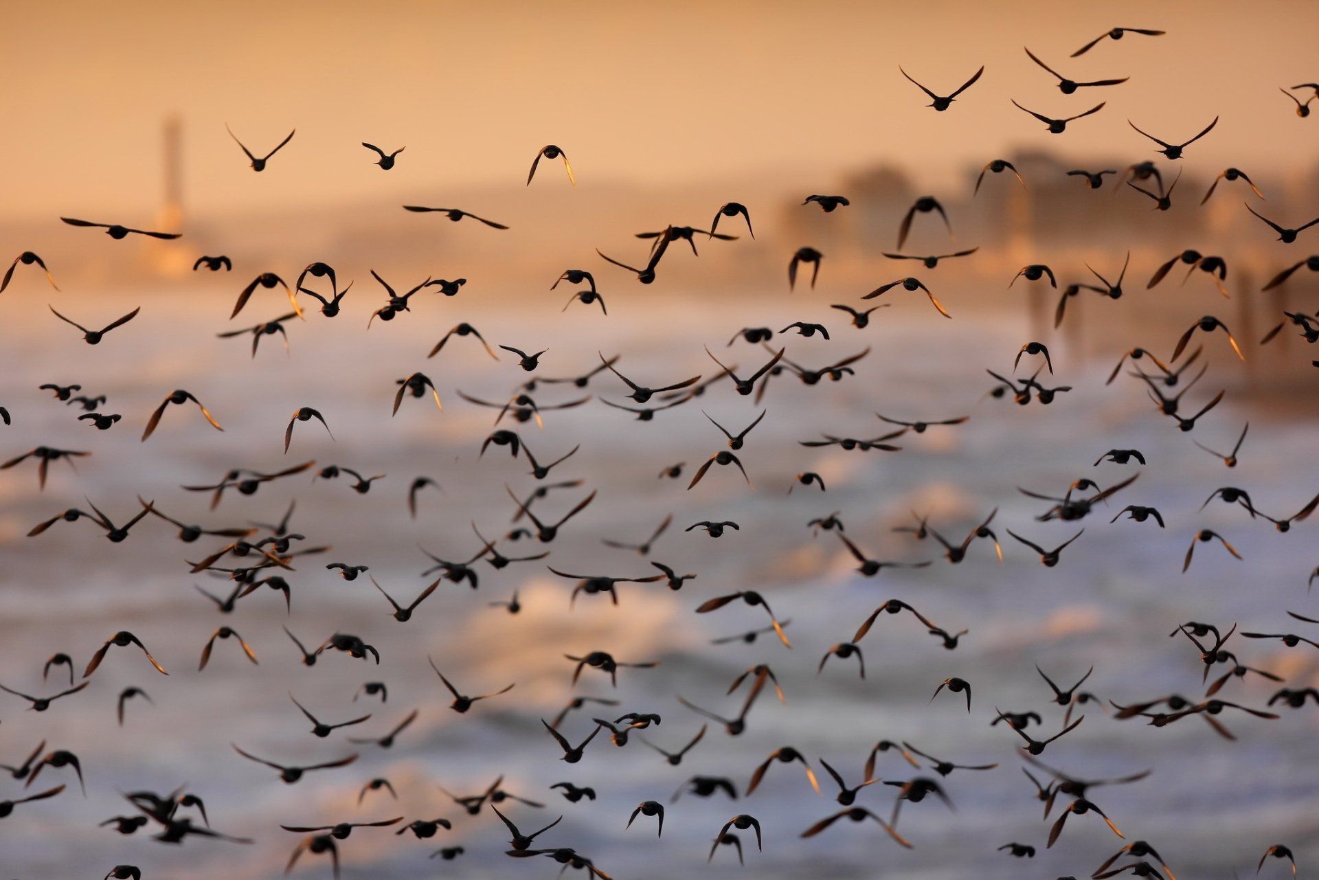 1920x1281 Soaring Flock: Stunning HD Birds in Flight Wallpaper