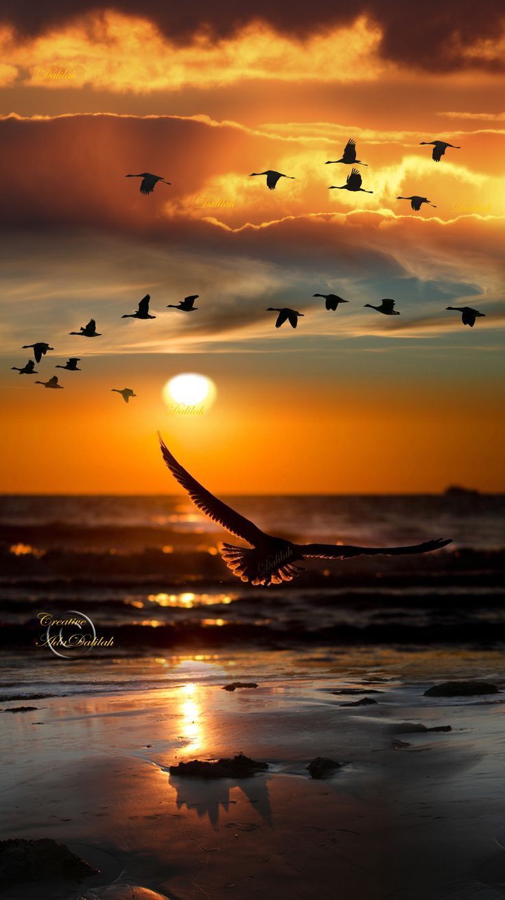 736x1310 Bird flying towards the ocean