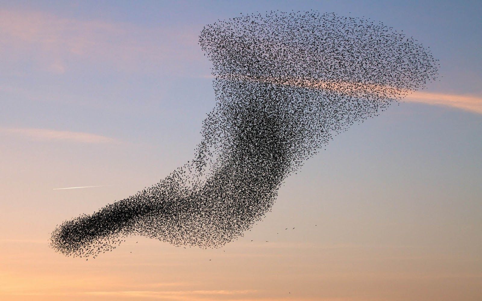 1600x1000 Why do birds flock together?