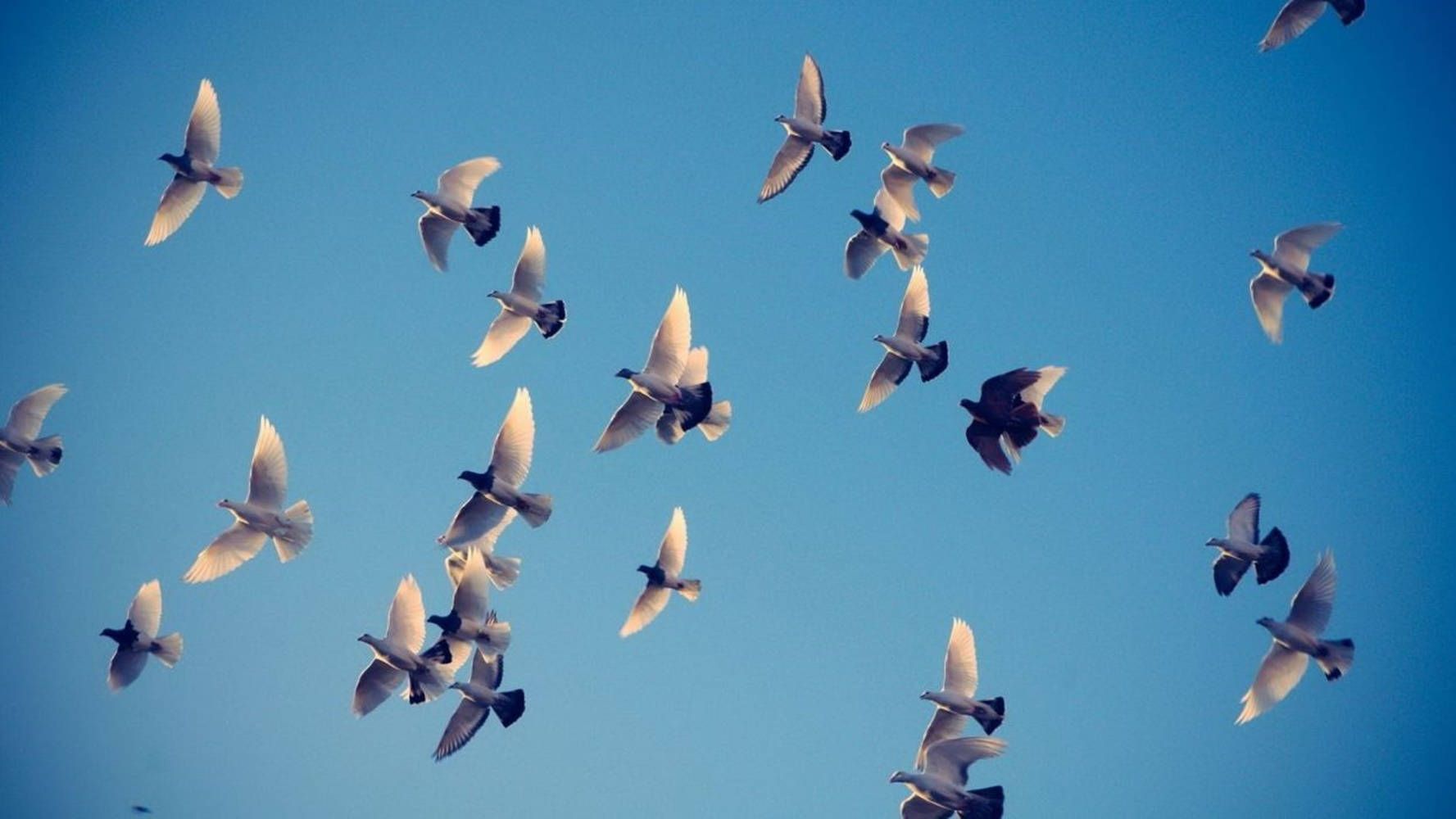 1777x1000 Birds Flying Picture