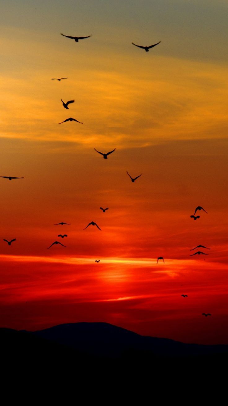 736x1308 Sunset i Phones Wallpaper Phone Wallpaper HD