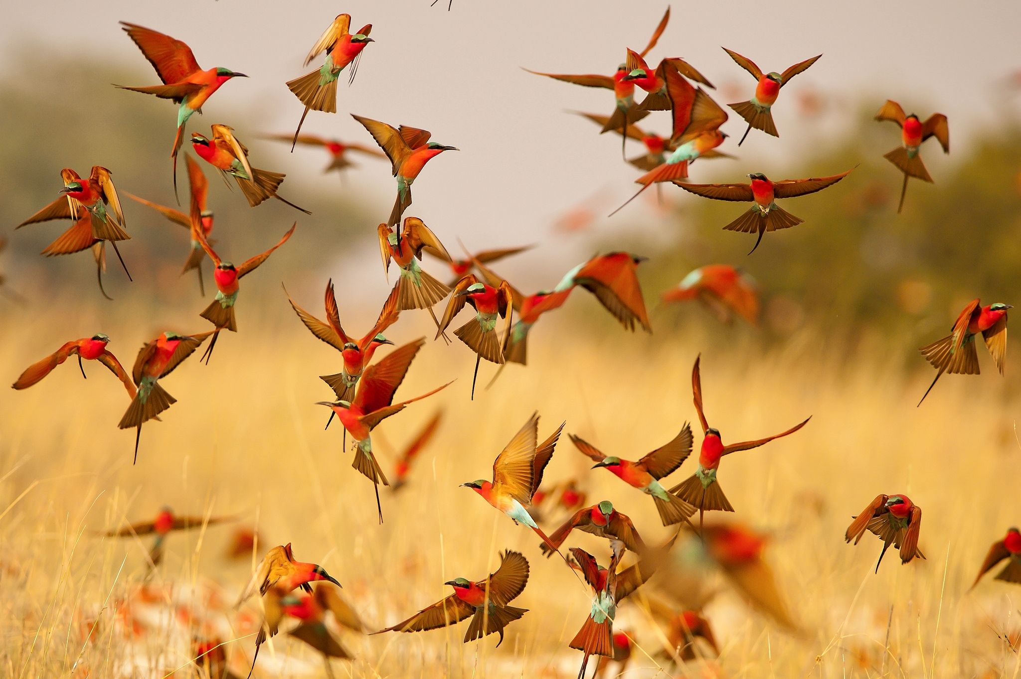 2048x1363 Southern Carmine Bee Eaters In Flight. Stunning HD Bird Wallpaper