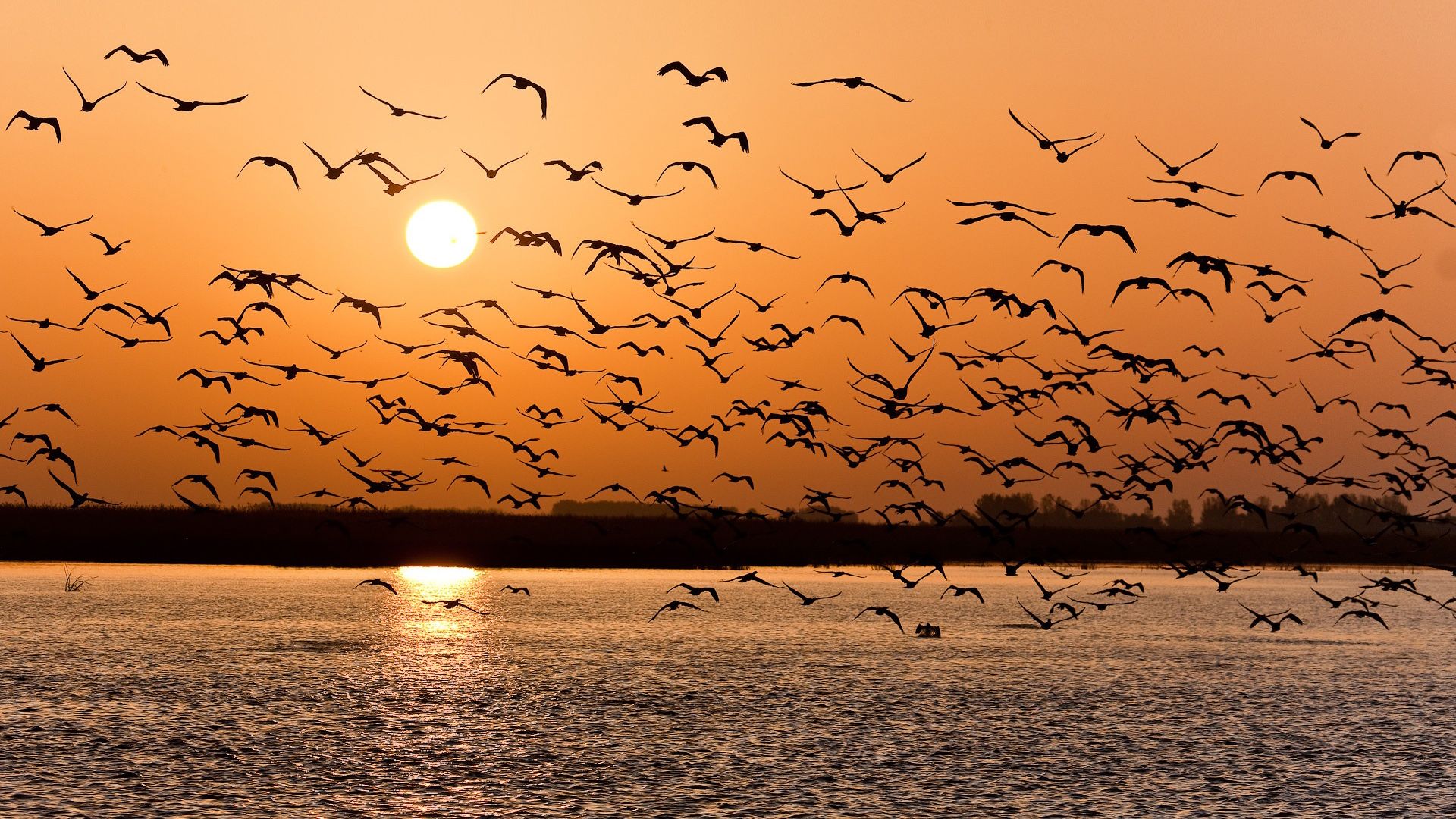 1920x1080 Birds of a Feather